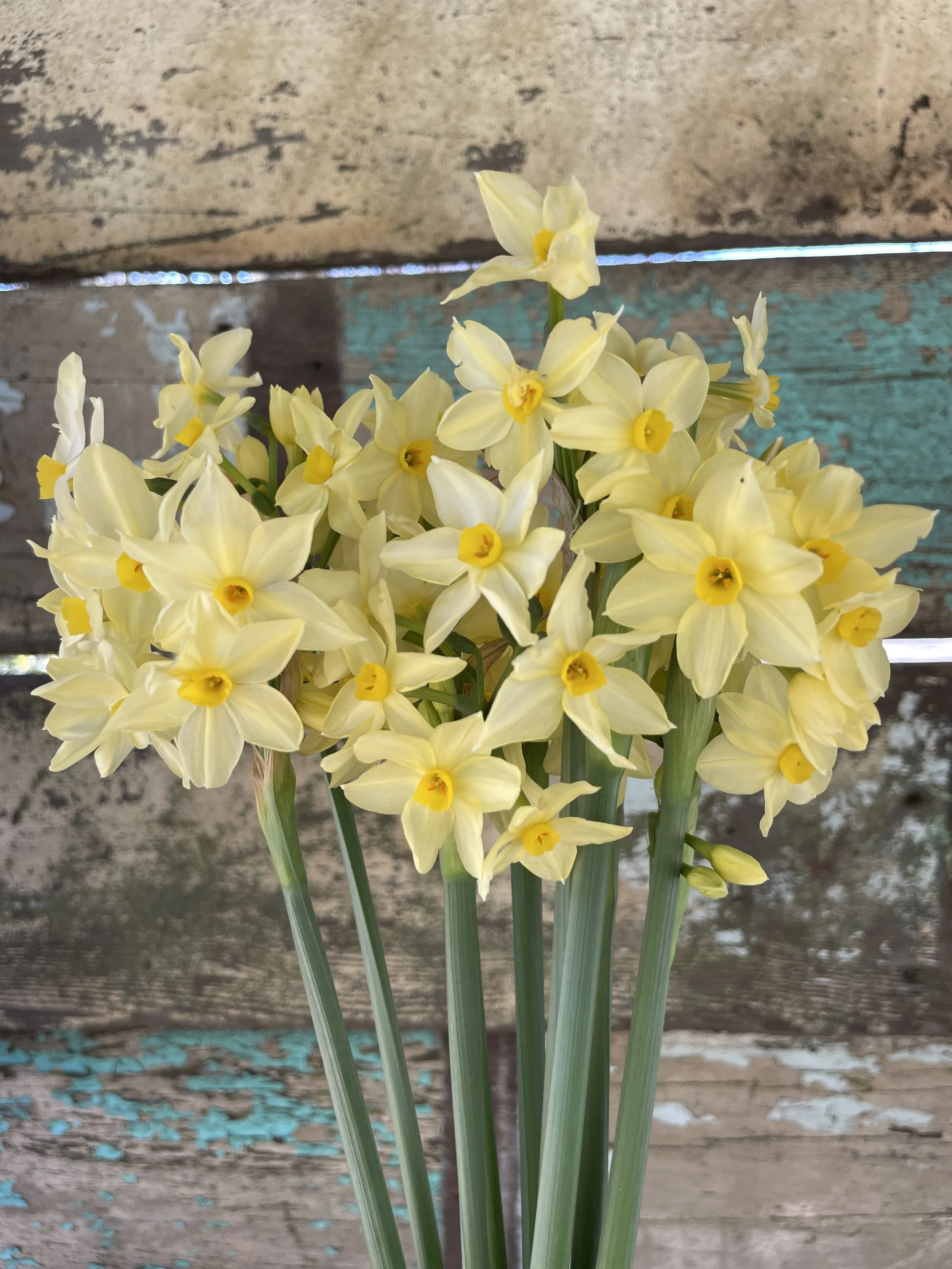 Weekly Update from SCFM