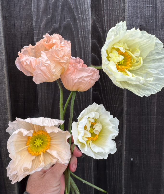 Weekly Update from SCFM