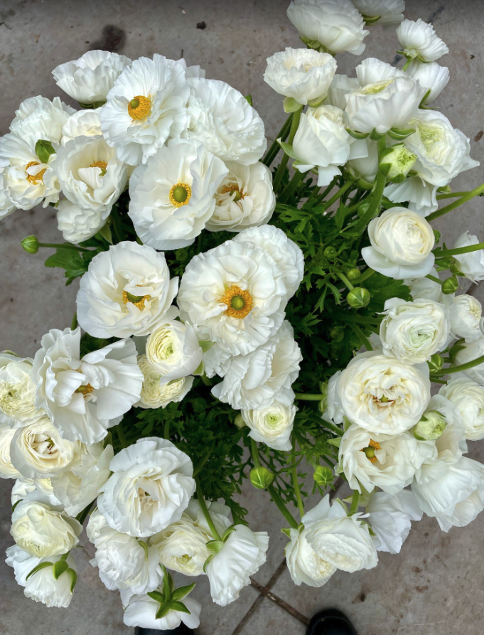 Weekly Update from SCFM