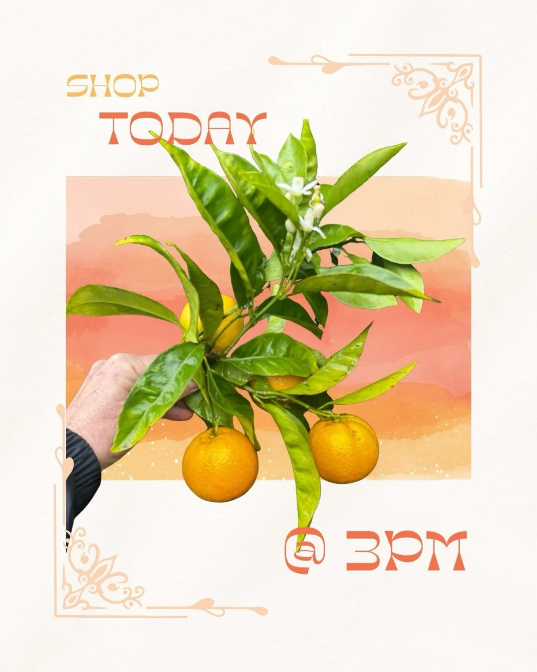 ***
Shop opens TODAY @ 3PM
on @rooted_farmers 

This week's featured SCFM farms include:
@beanlanefarm 
@drycreekflowers 
@fullbloomflowerfarm 
@longertableflowers 
@marionmossflowerfarm 
@poppiesandpetalsfarm 
@sidekickflowers 
@studdertfamilyfarm 
