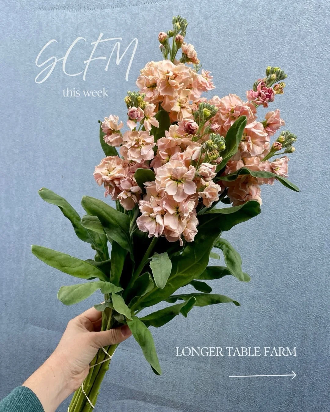 ...
Spring is SPRINGING here at SCFM🌸

Shop TODAY @3PM on @rooted_farmers 

SCFM featured farms this week:
@beanlanefarm 
@drycreekflowers 
@filigreenfarm 
@fullbloomflowerfarm 
@longertableflowers 
@poppiesandpetalsfarm 
@sidekickflowers 
@studdert