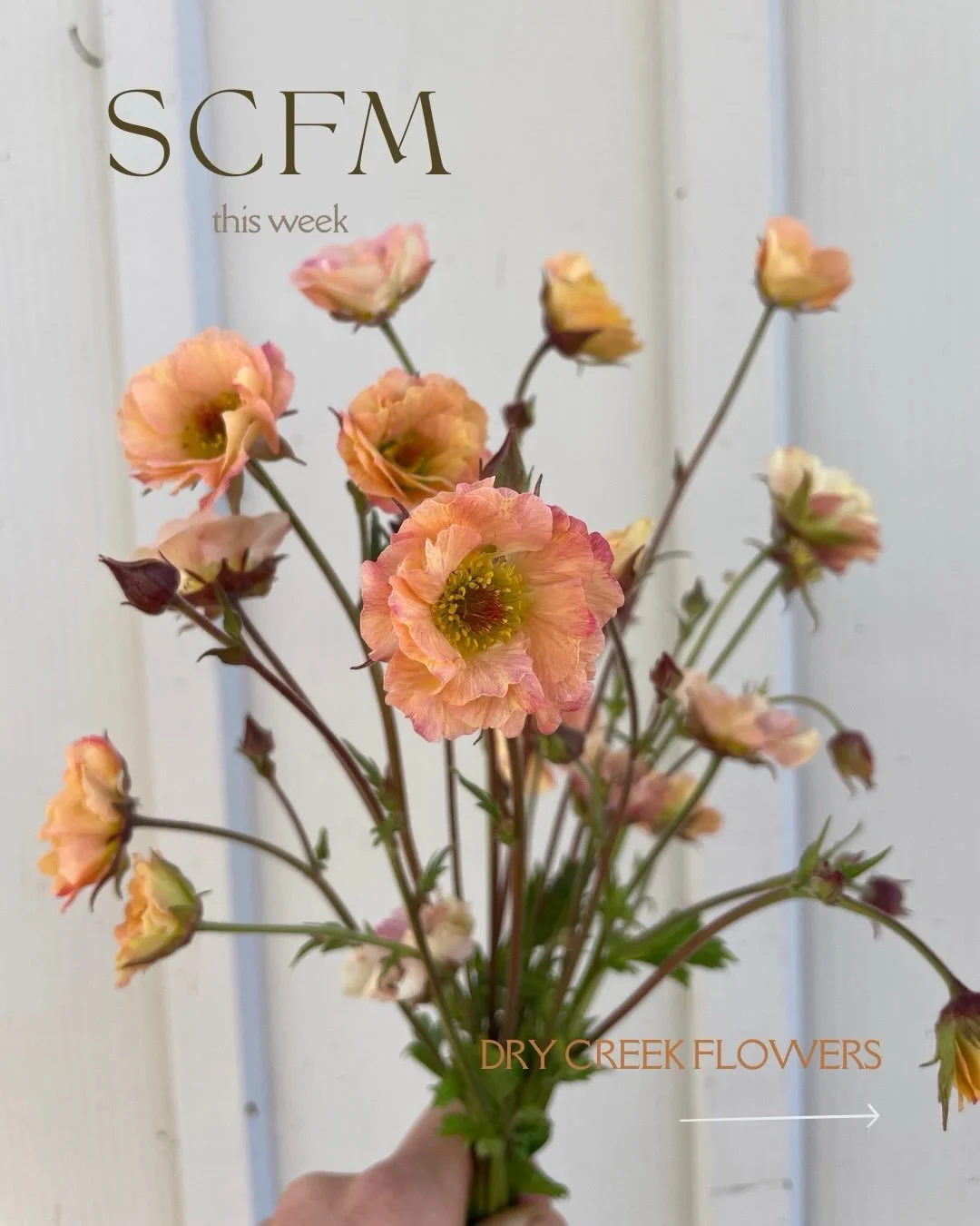 ...
Shop is open at 3pm, every Wednesday✨

Available on @rooted_farmers