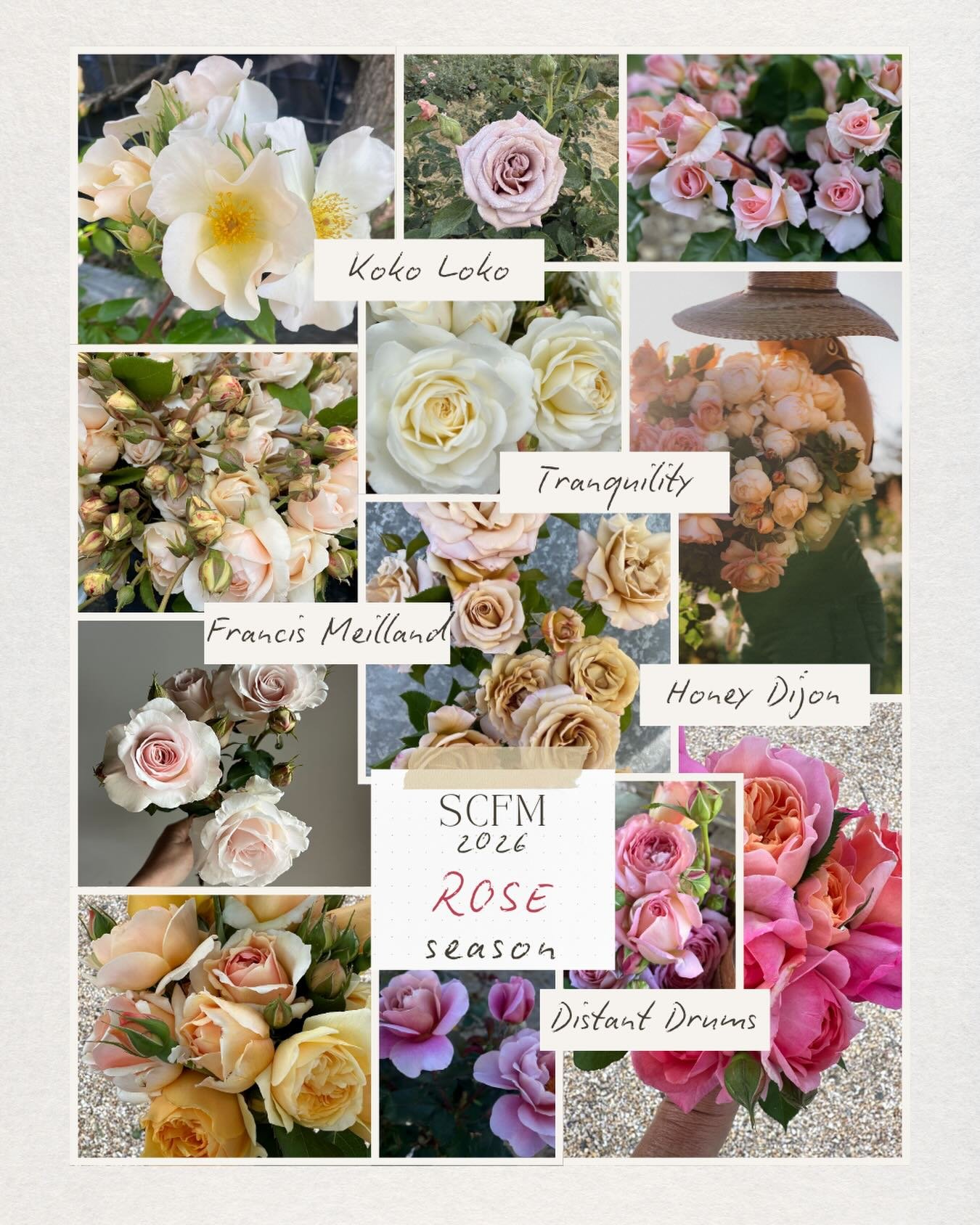 ...
It's time to fall in 🩷LOVE🩷 with ROSES all over again!

75 bunches of gorgeousness available for you to shop!

TODAY at 3pm!

At our SCFM shop on @rooted_farmers