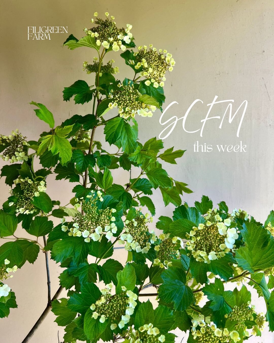 ...
Absolutely in L😍VE with our spring flowers rn.

Get yours today at 3pm on our @rooted_farmers shop🌷