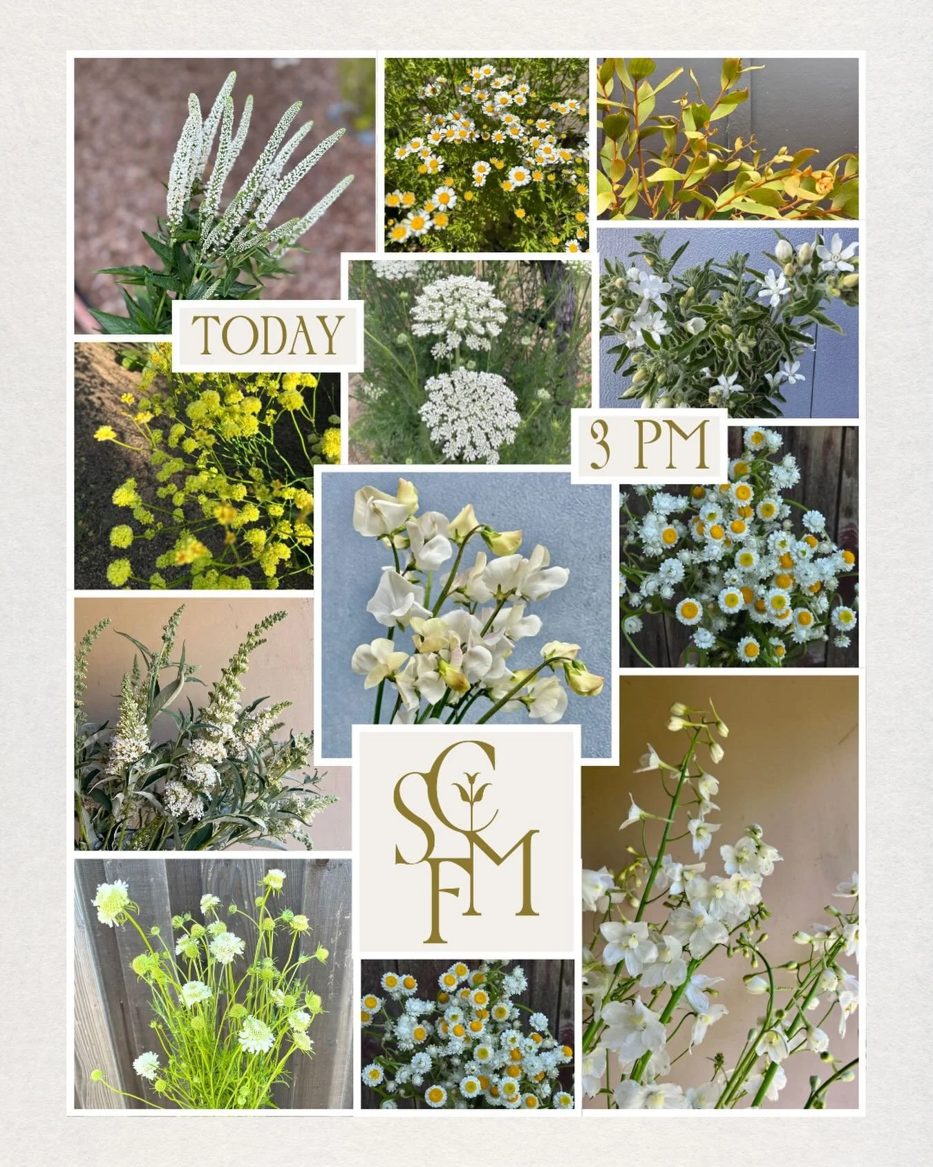 &bull;
almost time to transport yourself on over to our @rooted_farmers shop

at 3 PM today,
through 10am on Sunday