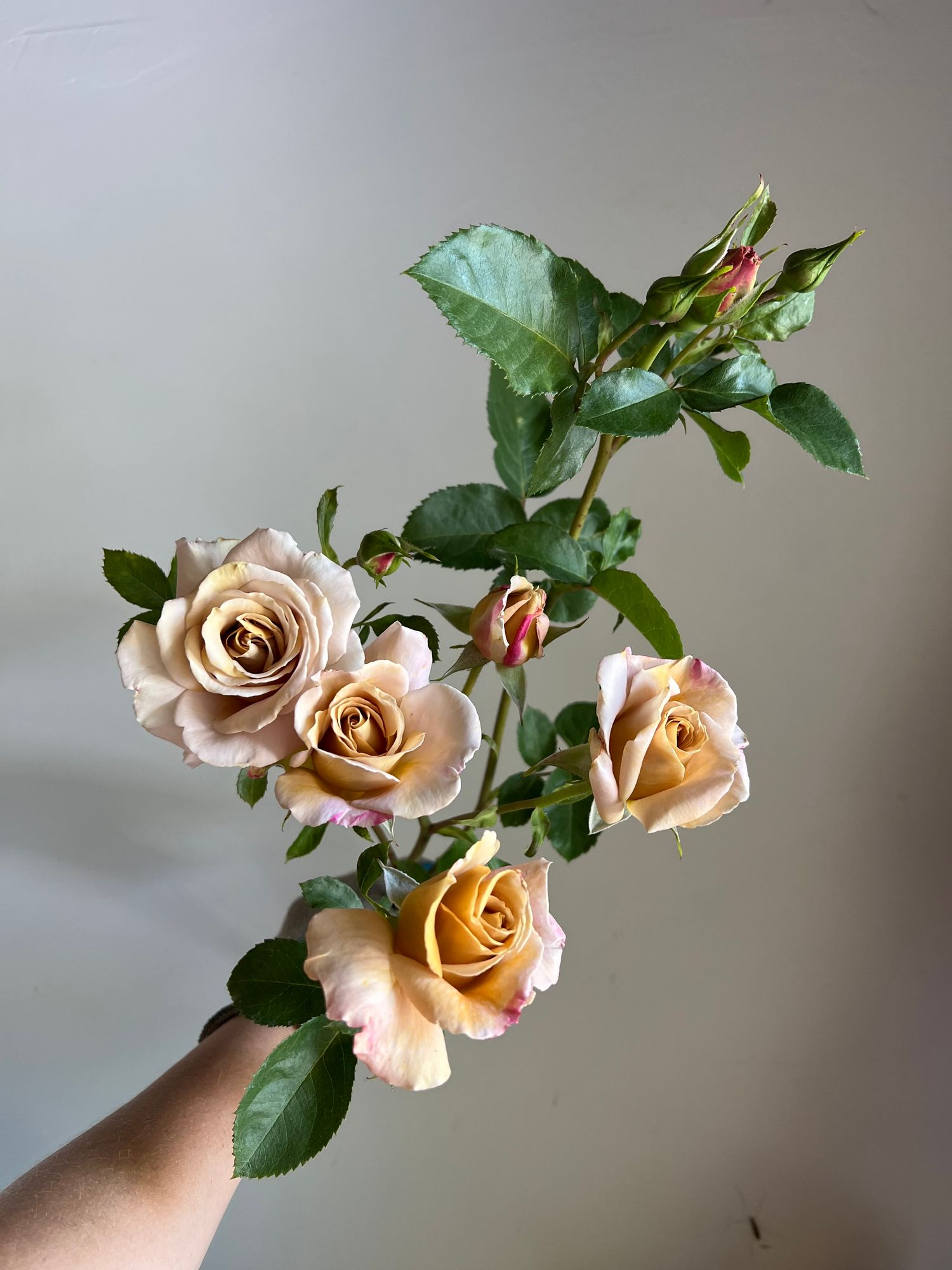 IMG_6560.png
