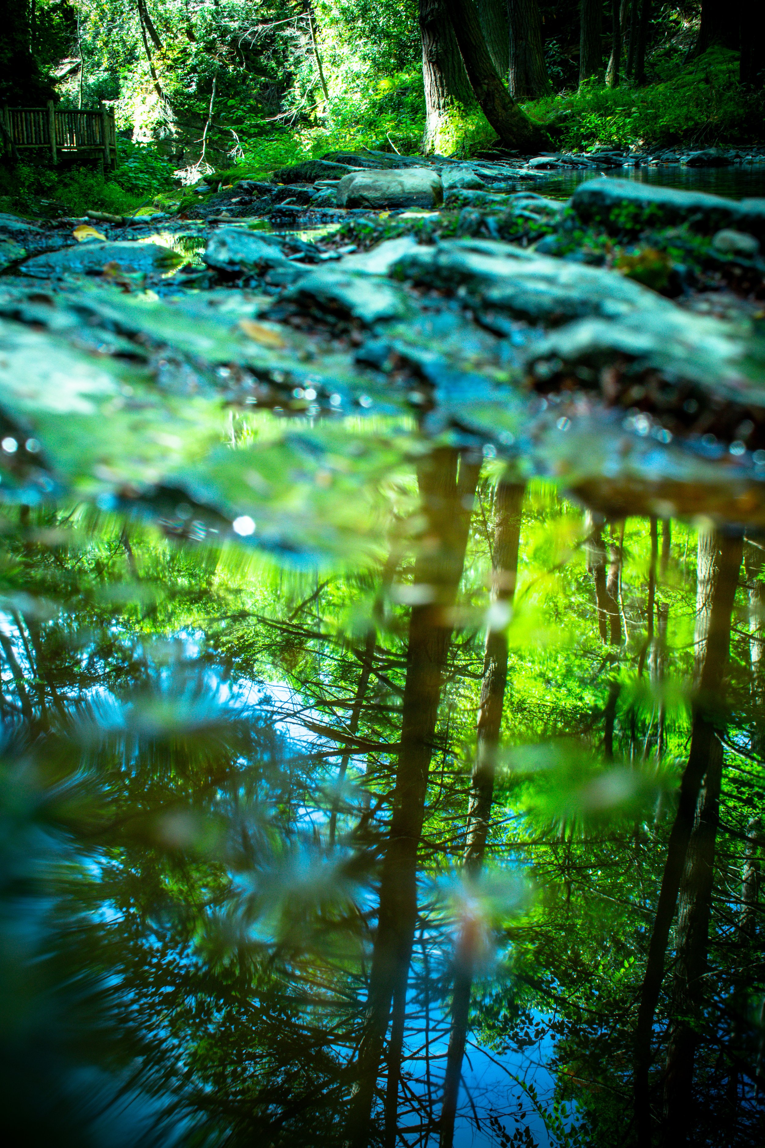 World Within A Puddle