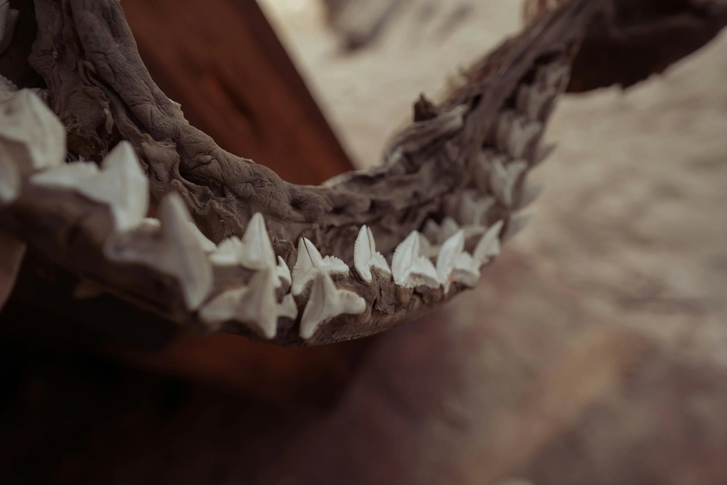Faszination Haie:  Überlebenskünstler seit 400 Millionen Jahren