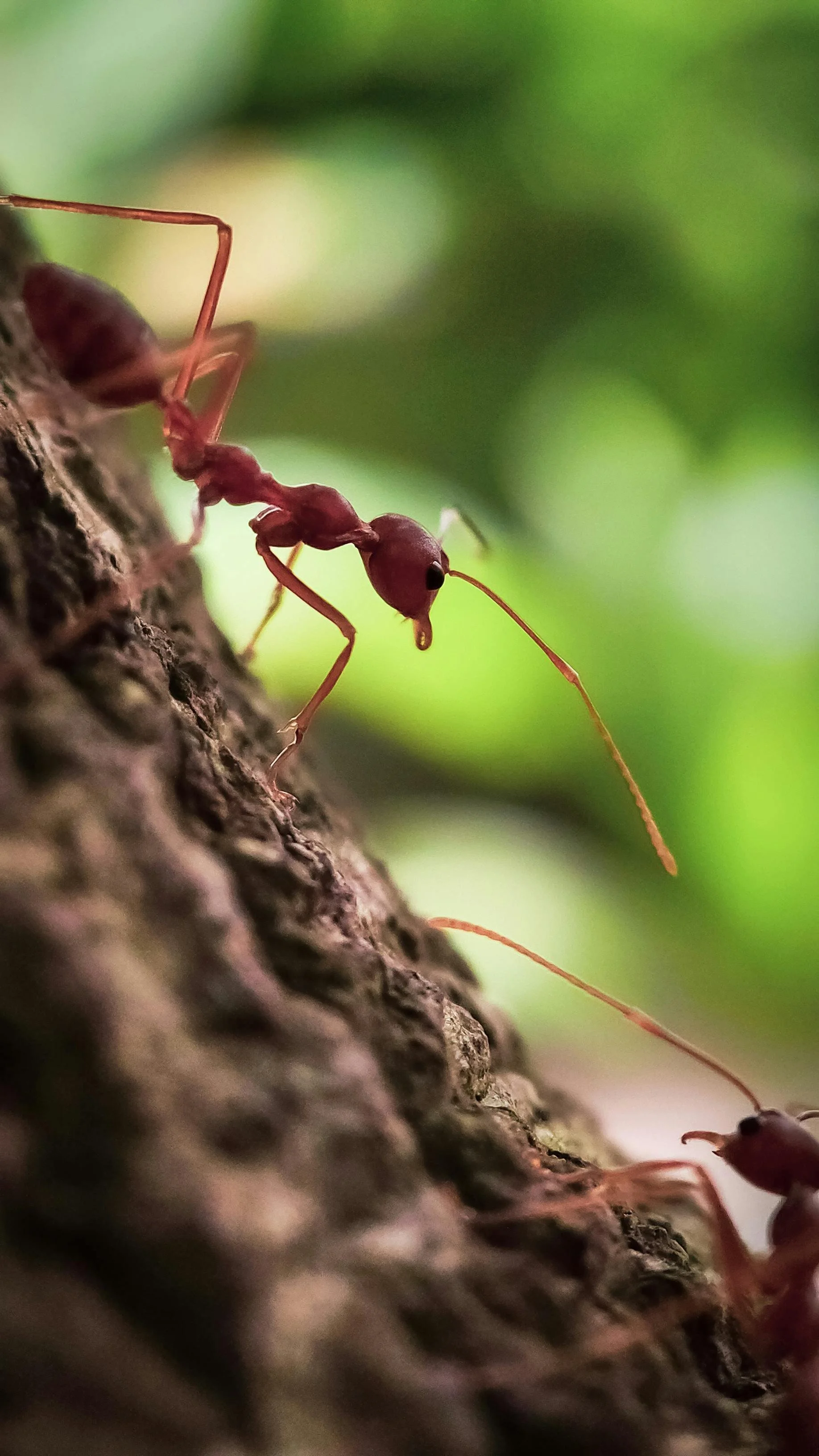 Close-up of a fire ant on a green plant, showing detailed view of its head and antennae.