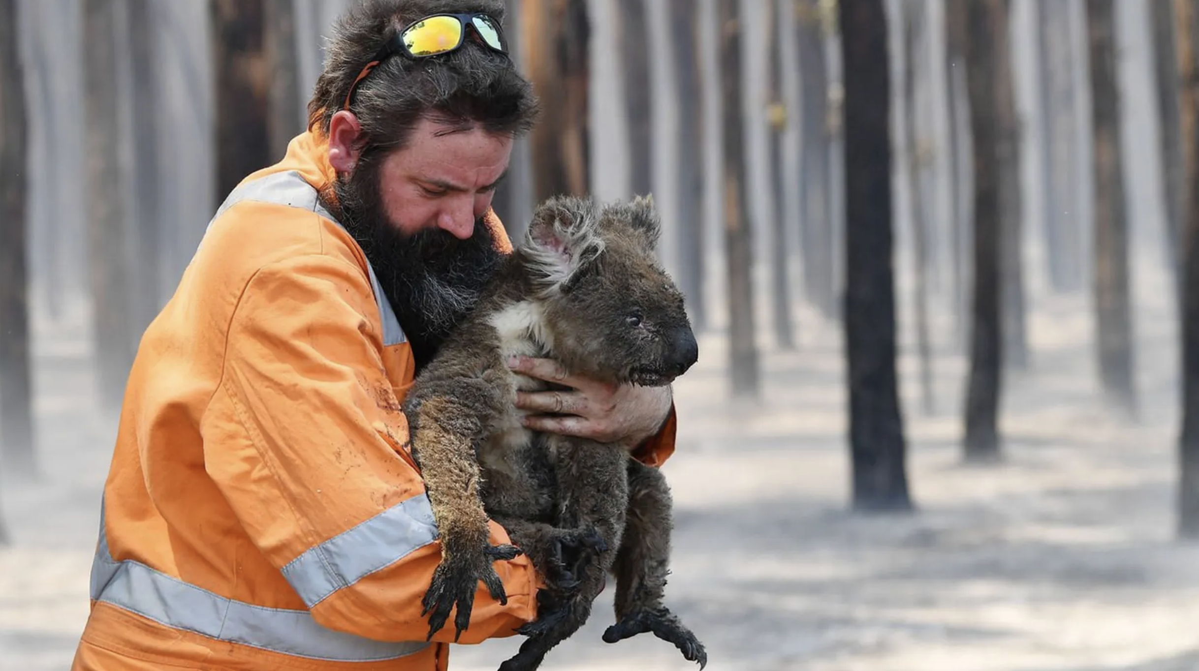 A firefighter in an orange uniform holding a young koala amid a wildfire-affected forest with charred trees.
