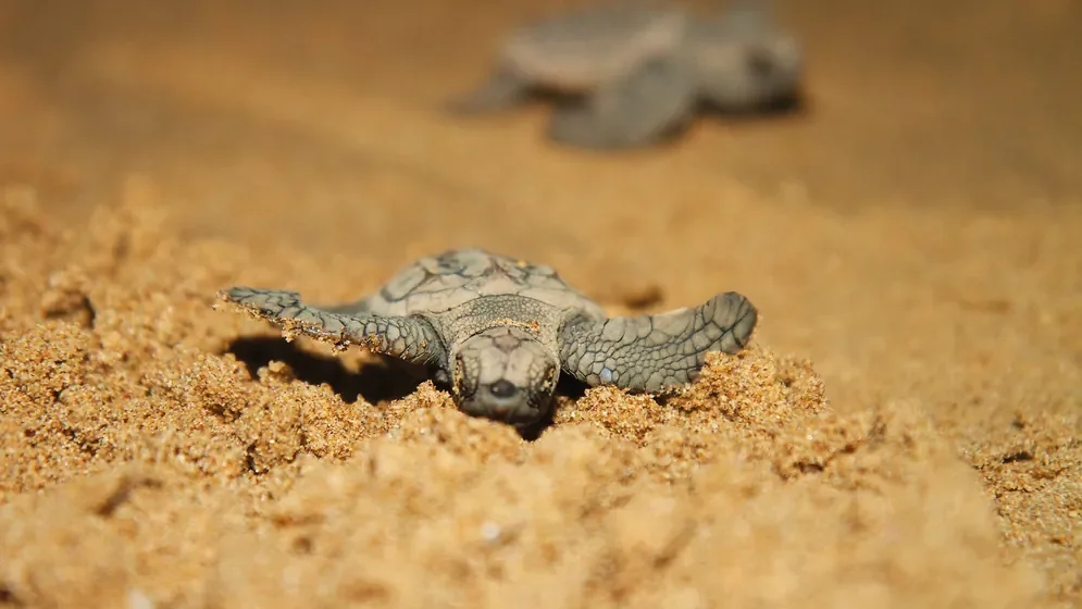 A tiny baby turtle emerging from the sandy ground in Bundaberg, Queensland.