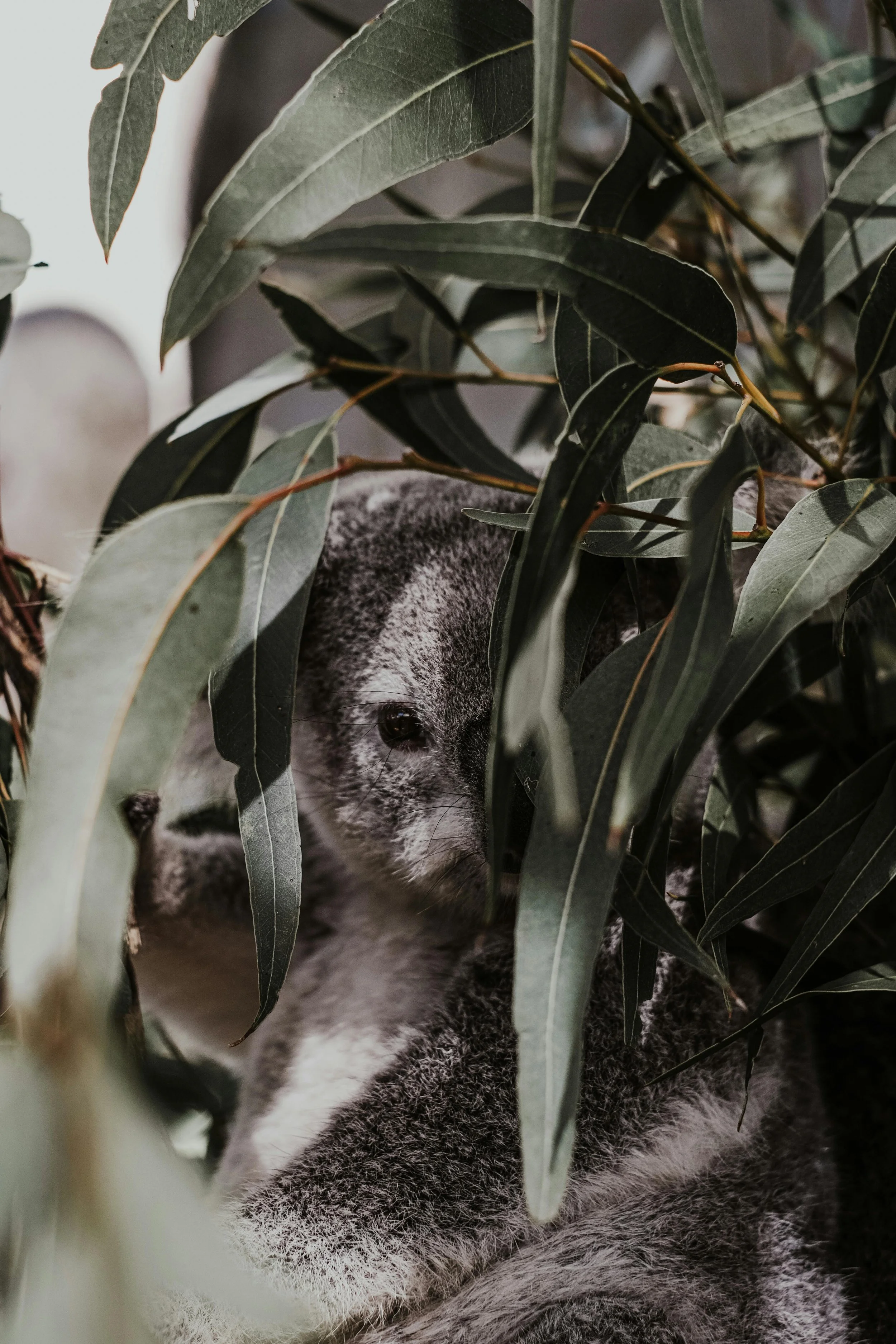 A firefighter in an orange uniform holding a young koala amid a wildfire-affected forest with charred trees.