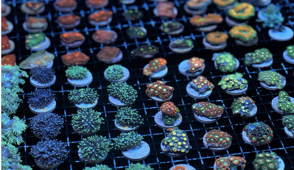 Korallenfarm in Bundaberg