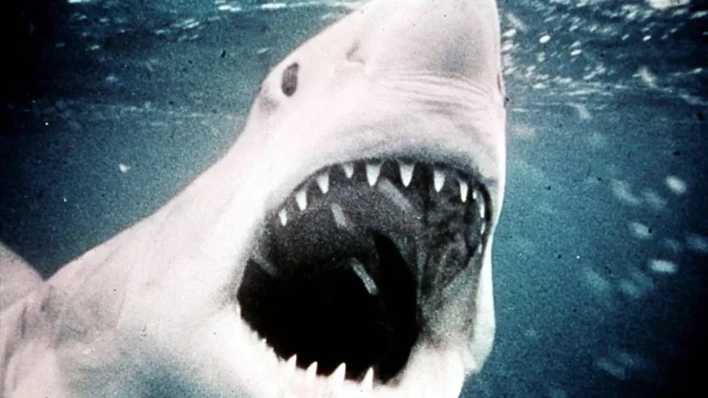 50 Jahre "Der Weiße Hai": Ein Film mit fatalen Konsequenzen