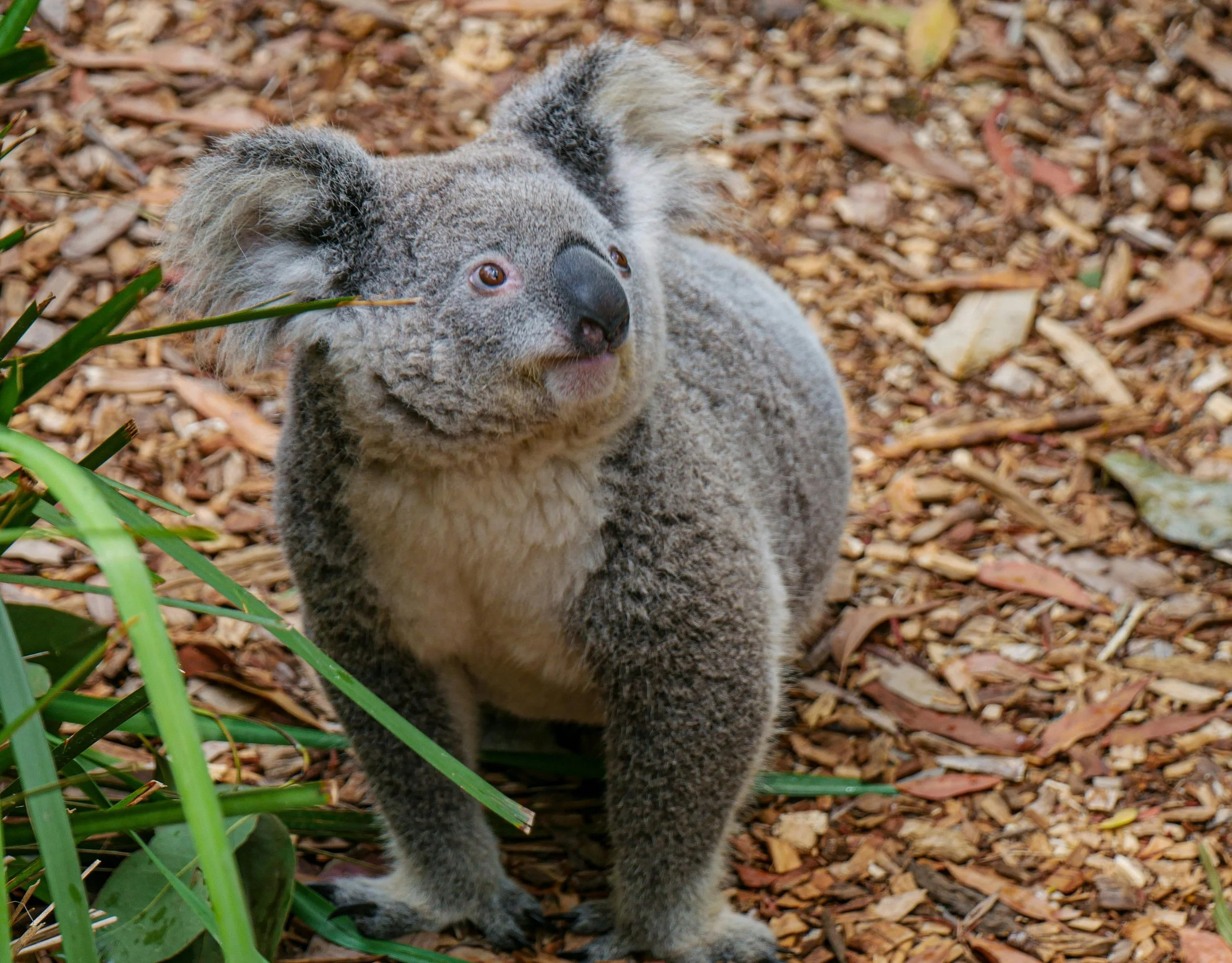 So wollen australische Tierärzte Koala und Co. retten