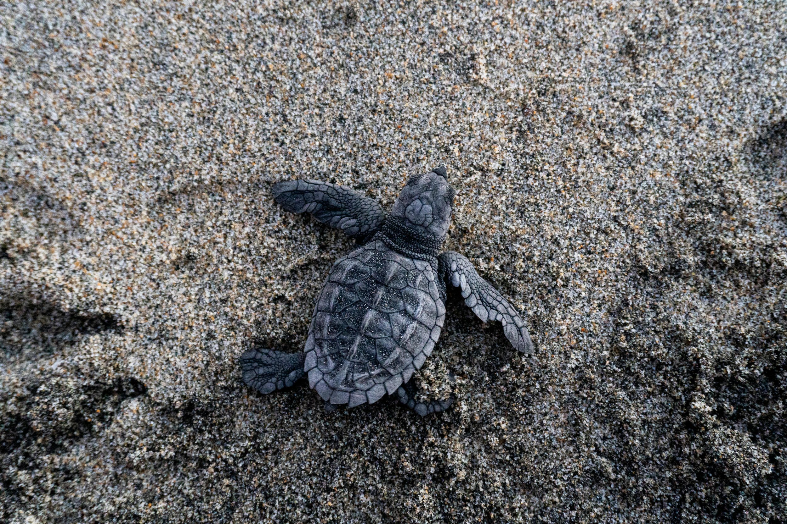 A tiny baby turtle emerging from the sandy ground in Bundaberg, Queensland.