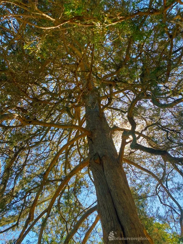 mt vernon tree oak or cedar.jpg