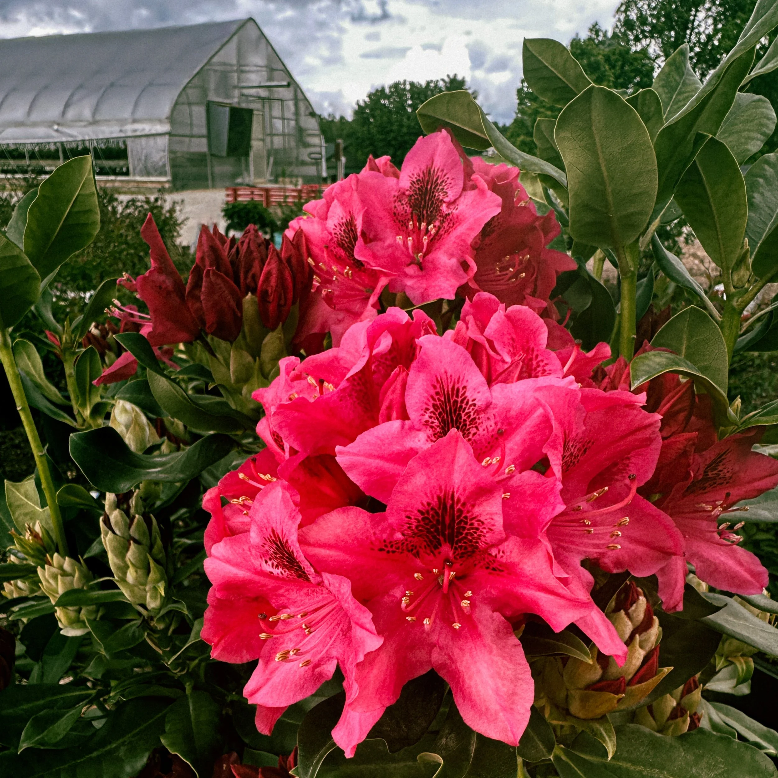 gritts rhododendron.jpg