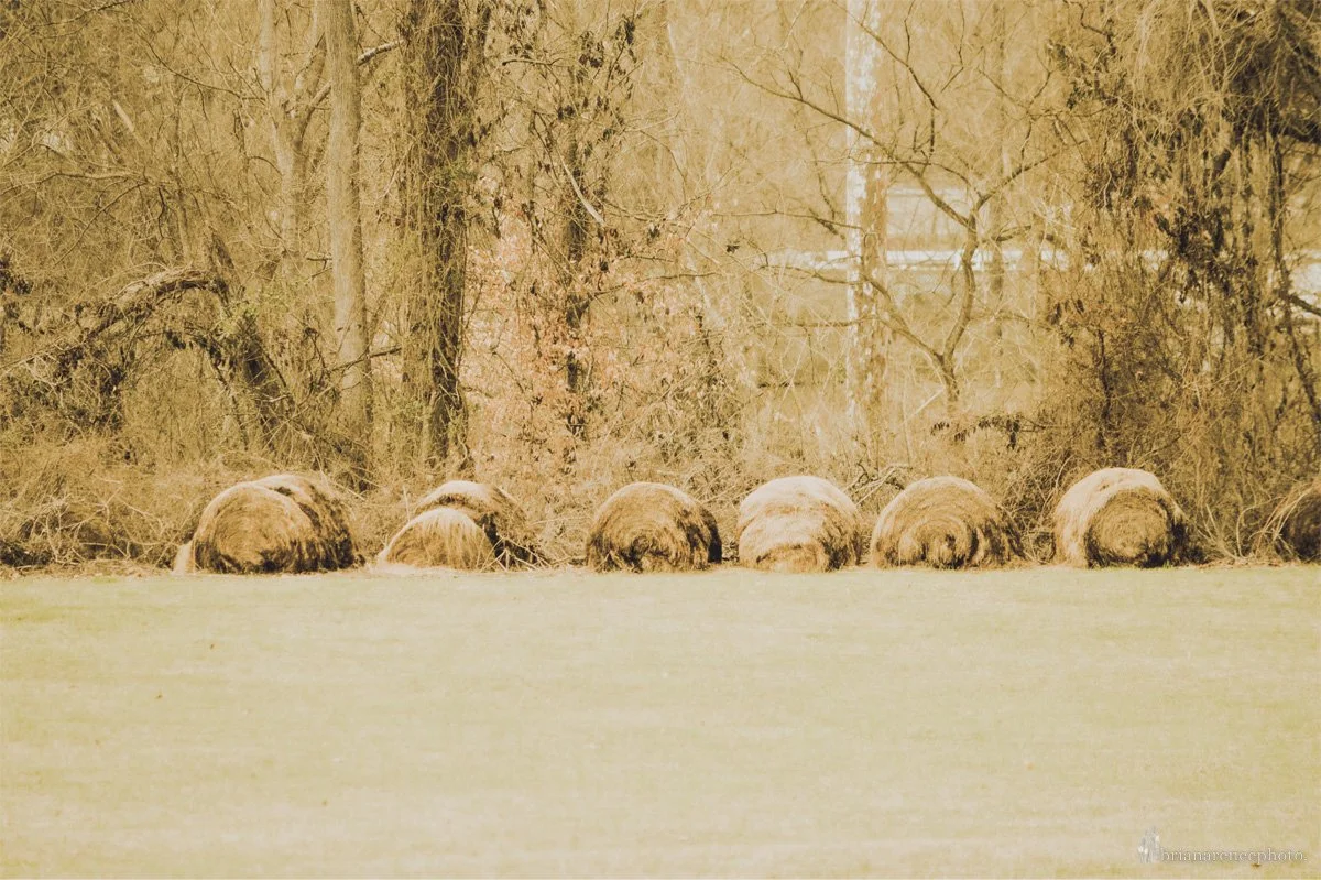 leftover hay bales.JPG