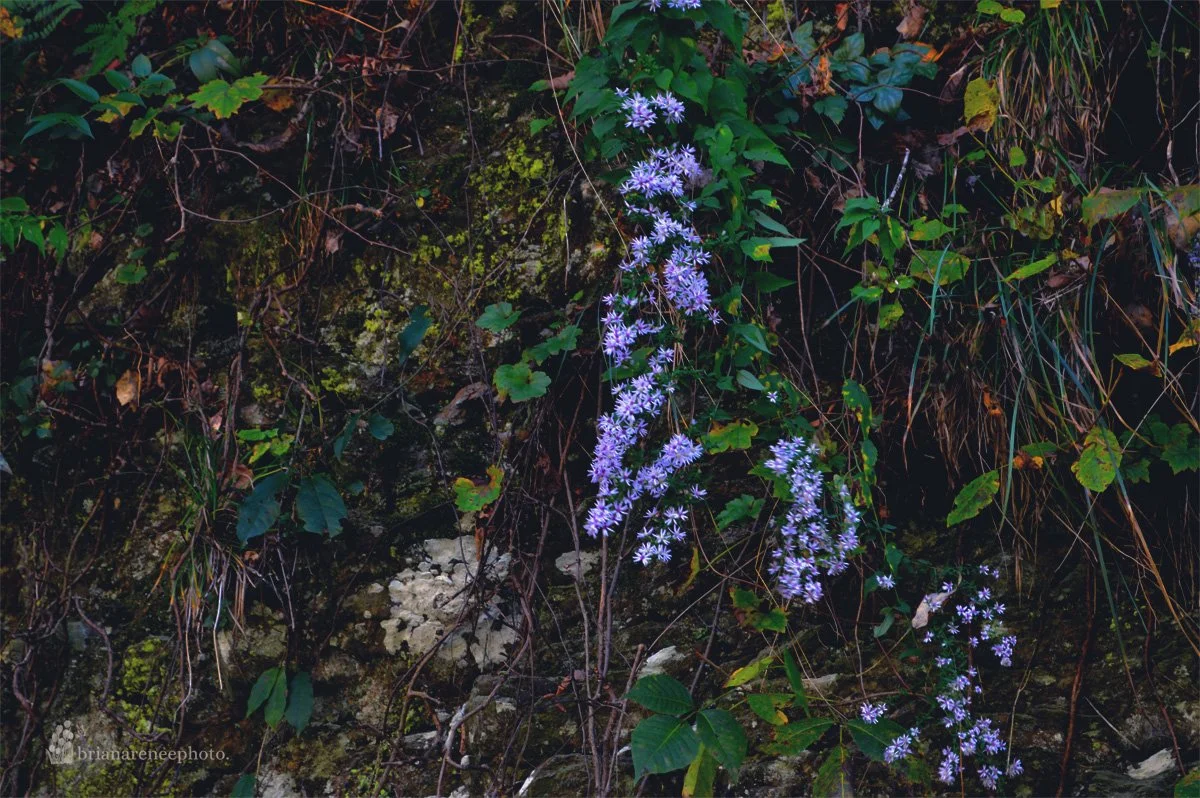 fairyland.jpg