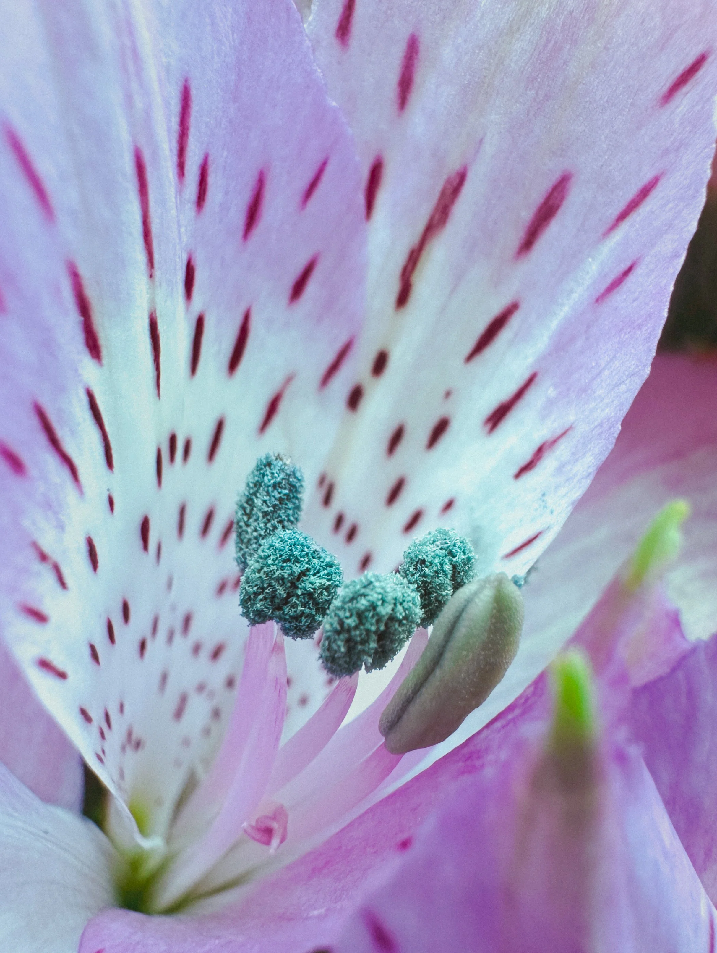 5E1ED463-6E1D-457E-BACF-F74E906F50A6.JPG