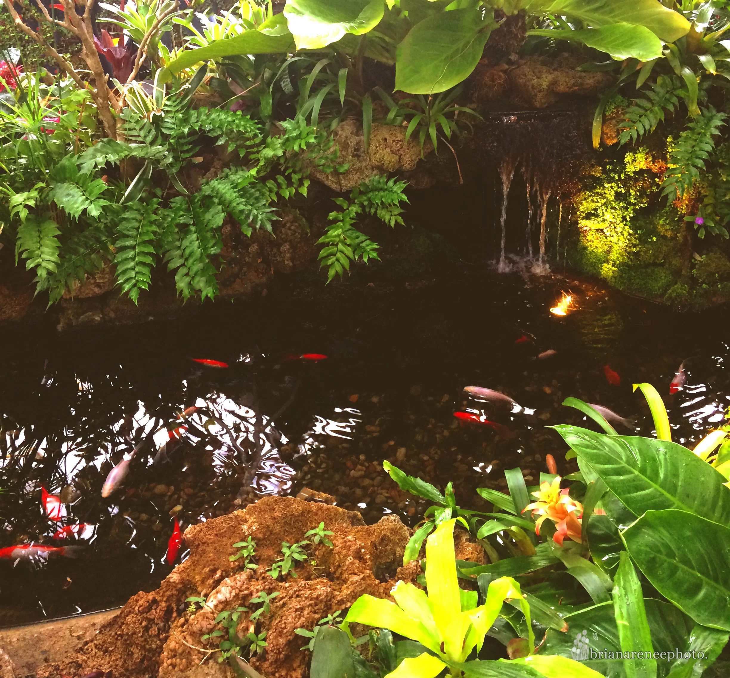 fish pond.jpg