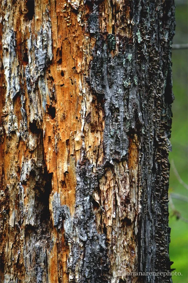tree bark 1.jpg