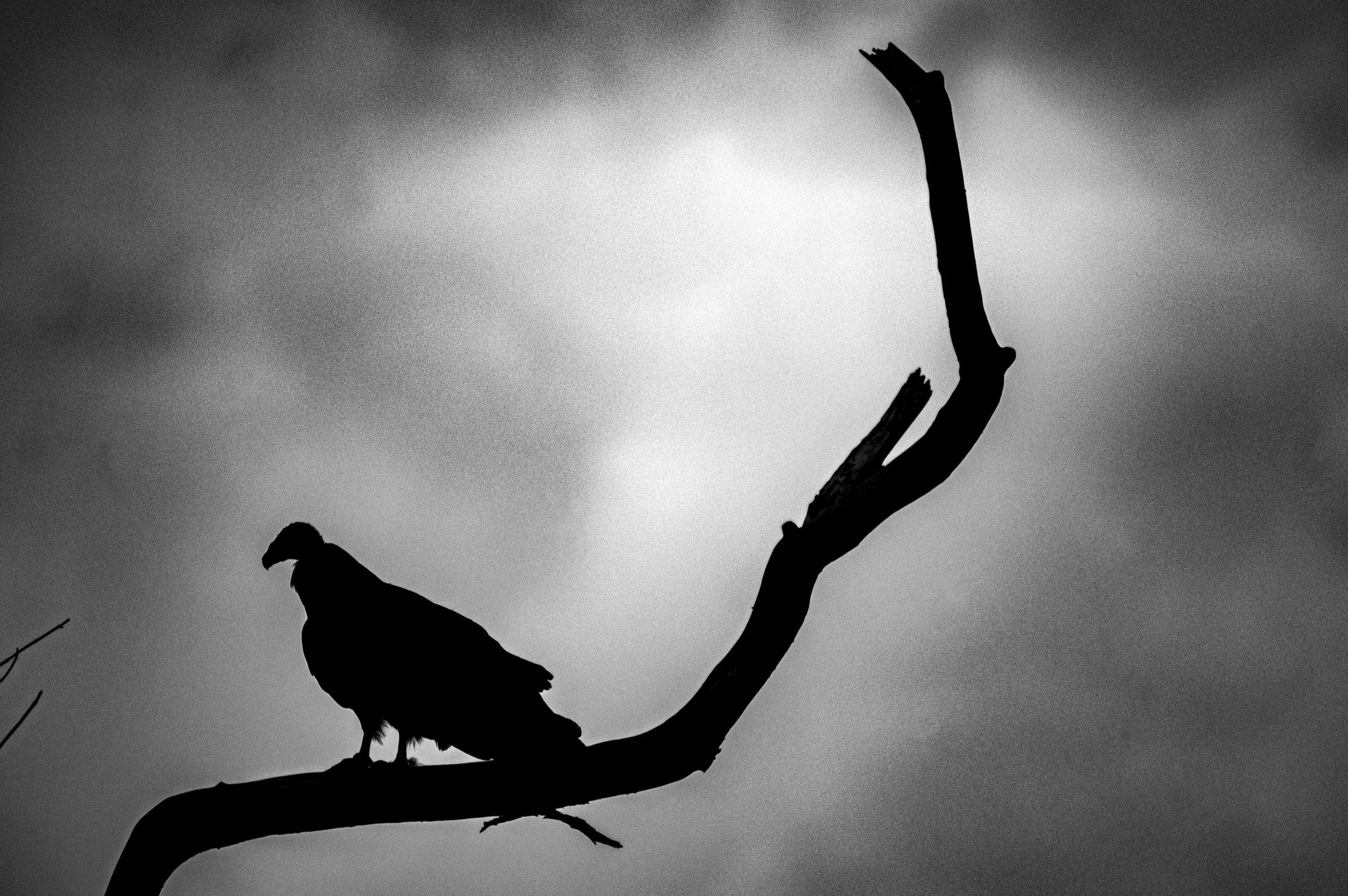 black and white.