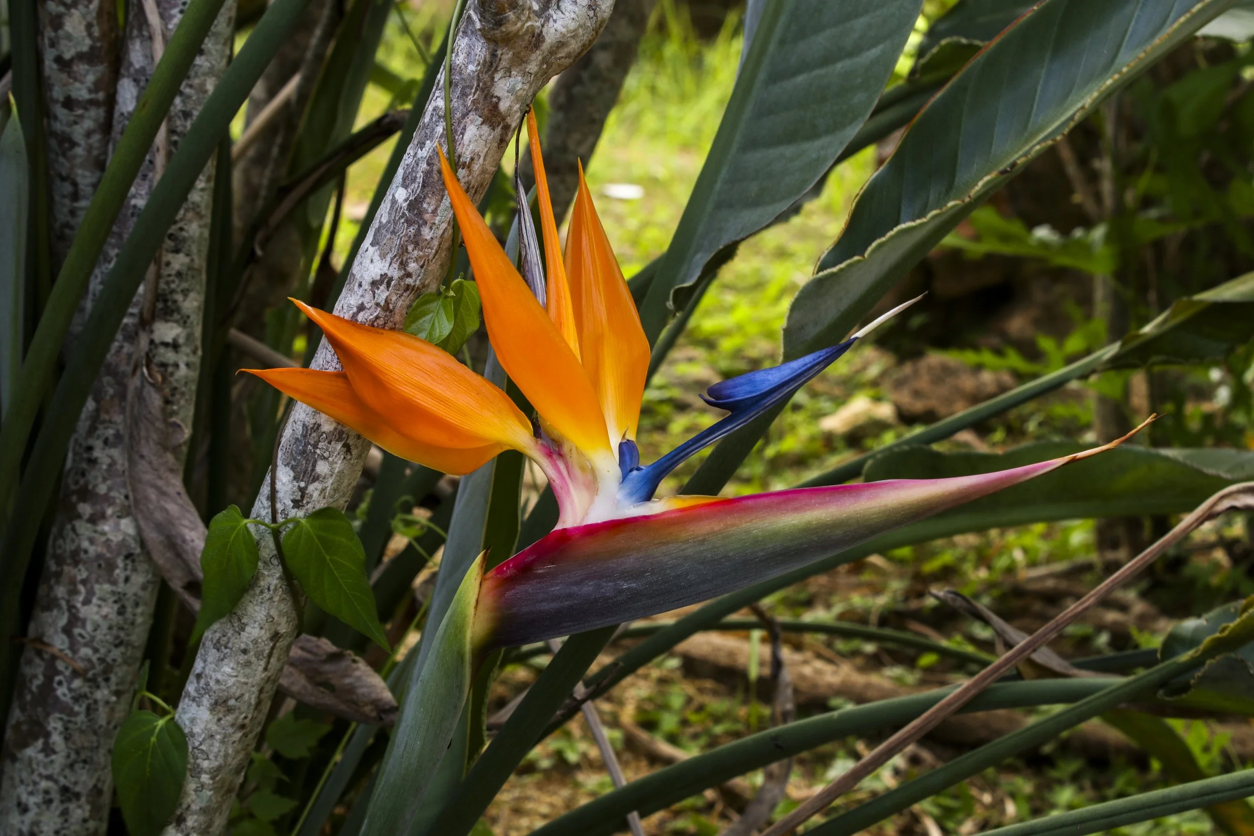 Birdofparadise01.JPG