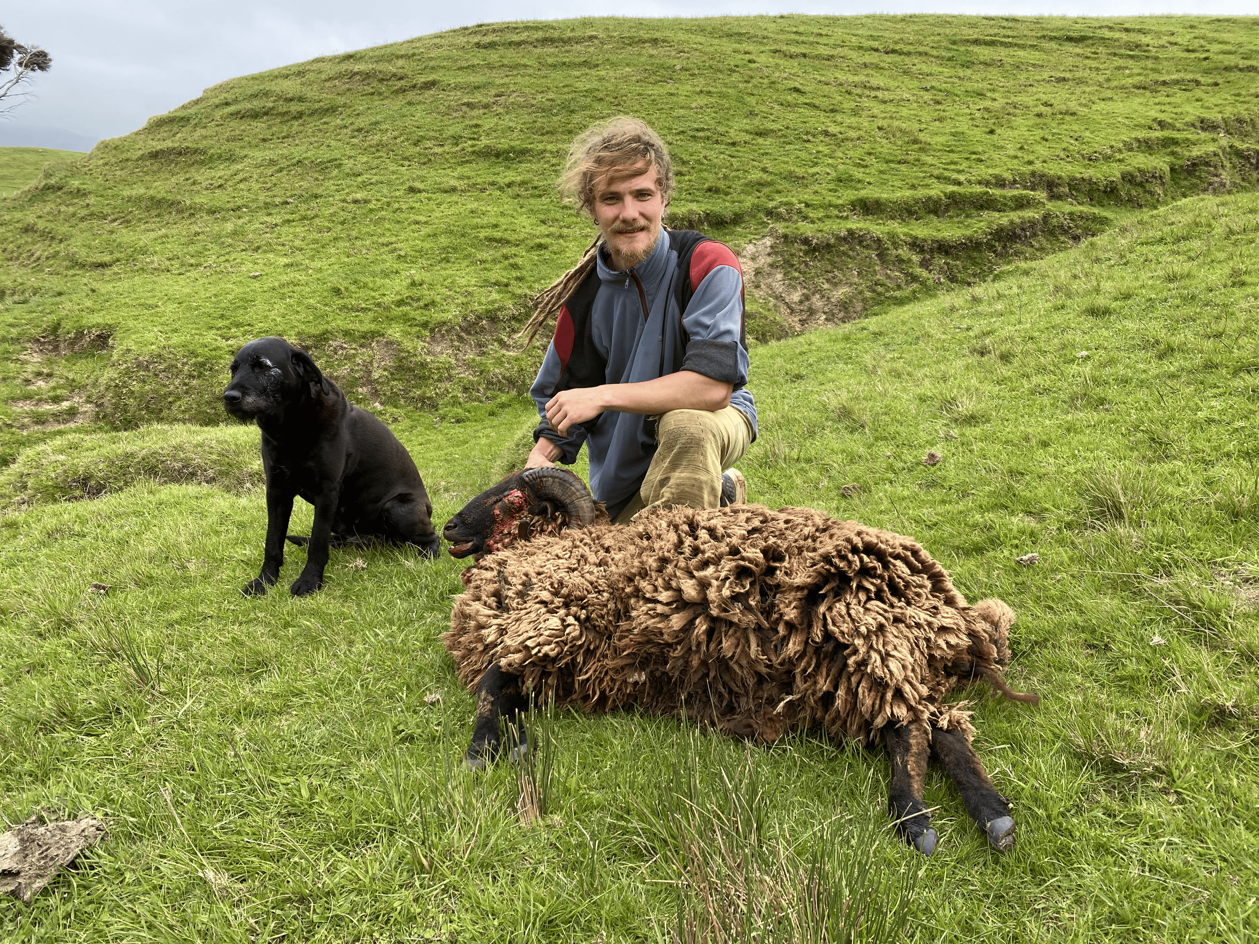 Awapawa Trophy Ram
