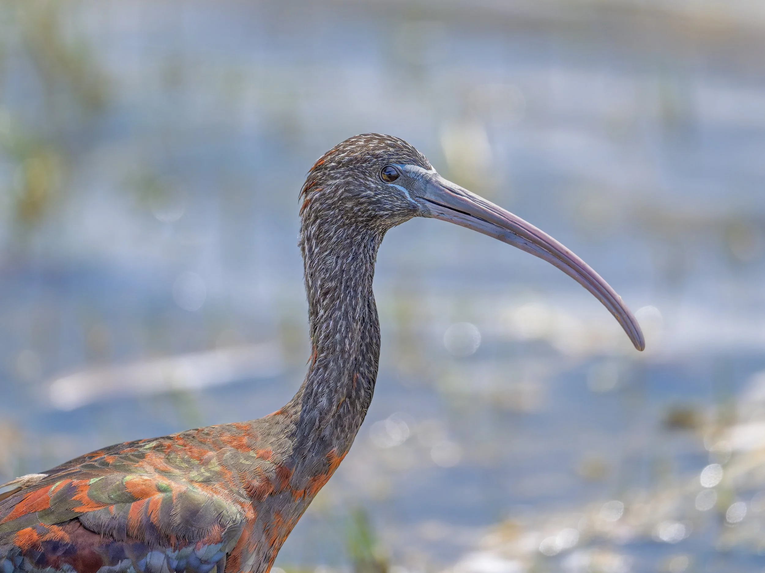 Hadada Ibis