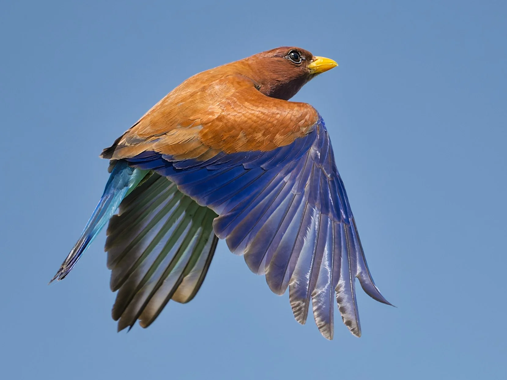 Broad-billed Roller