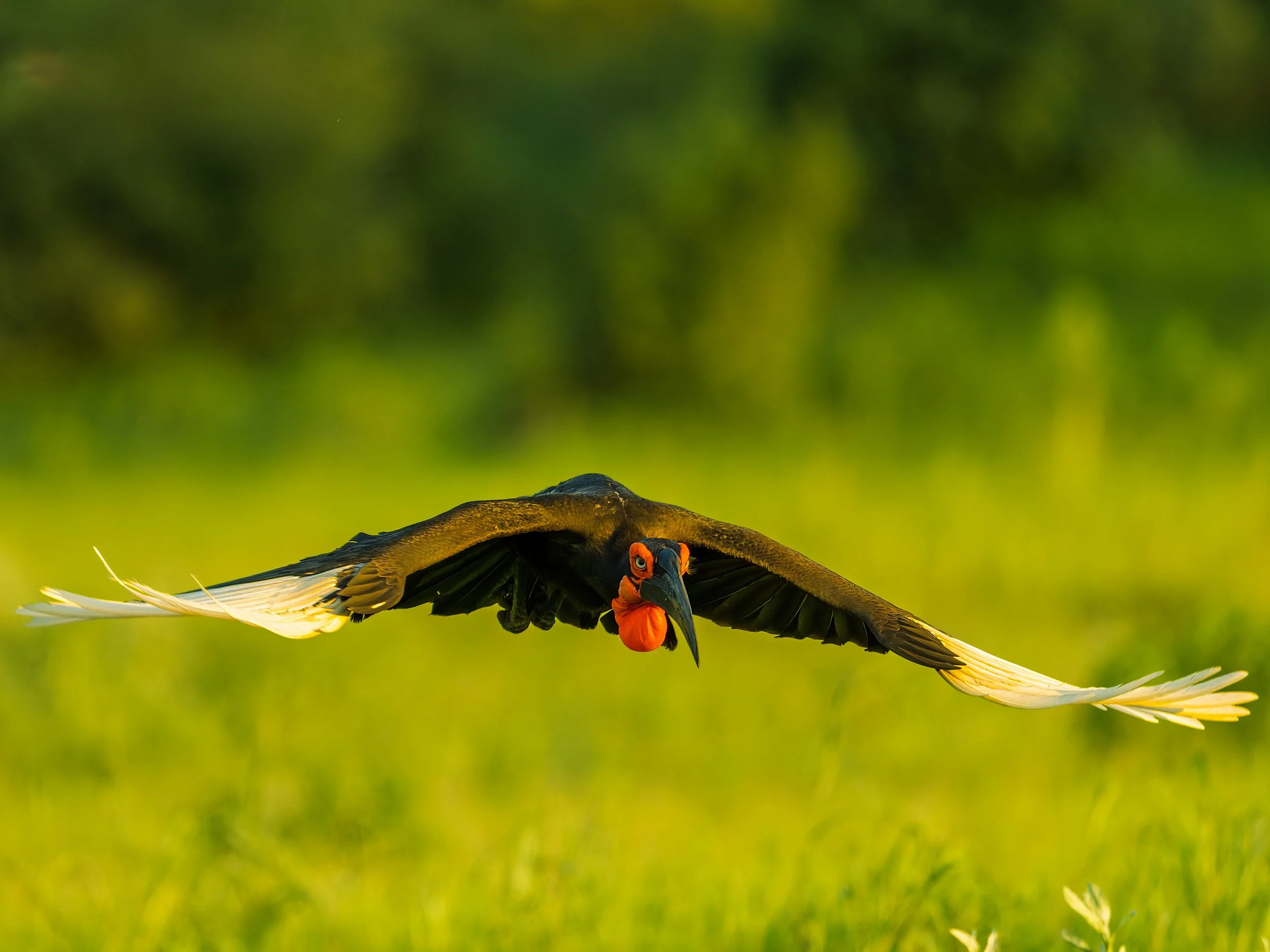 Southern Ground-Hornbill