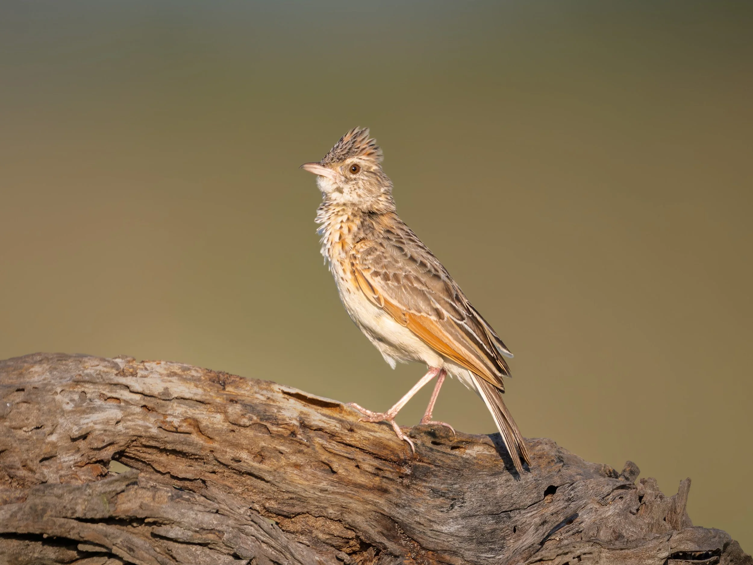 Rufous-naped Lark