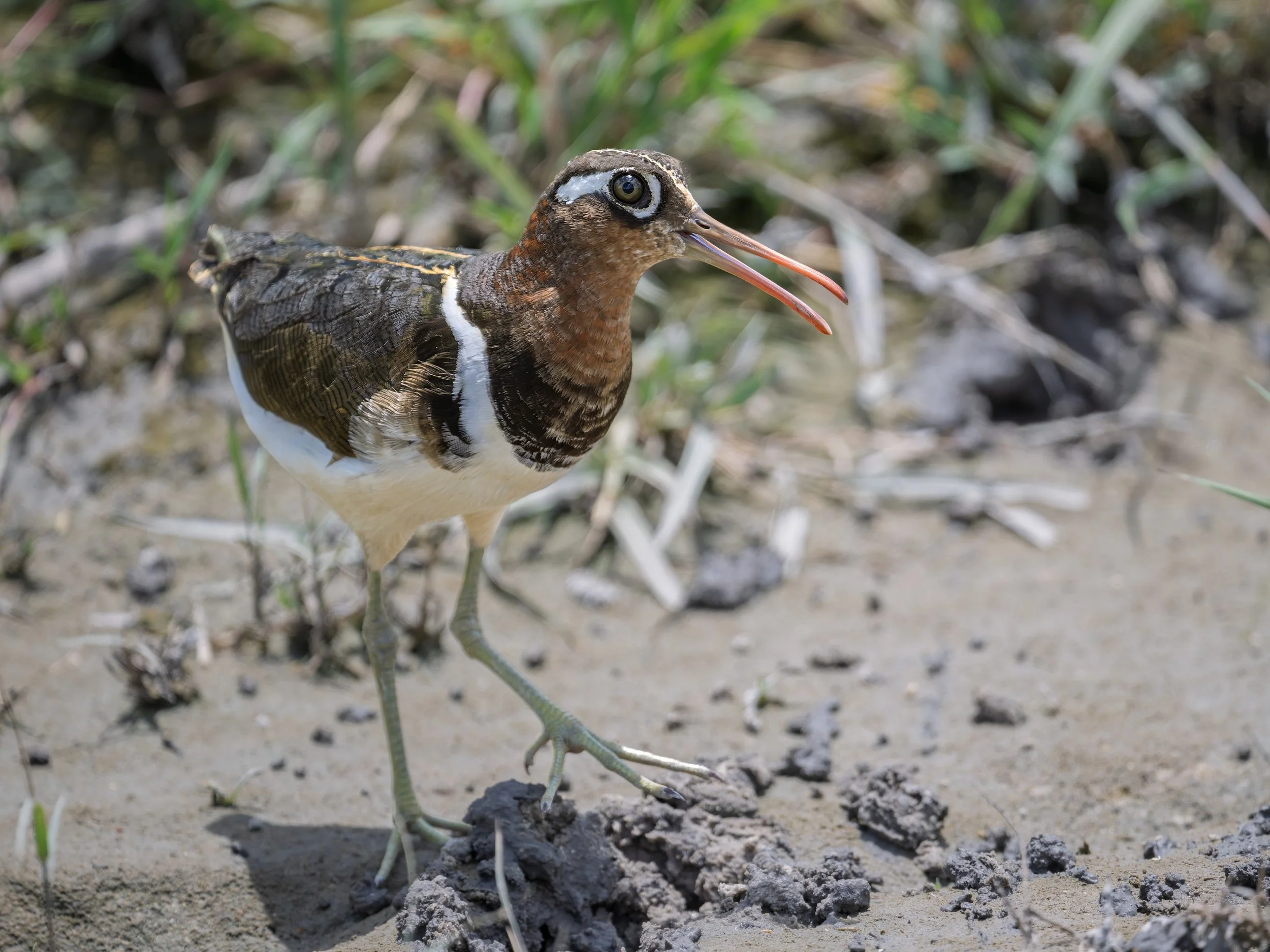 Greater Painted-Snipe