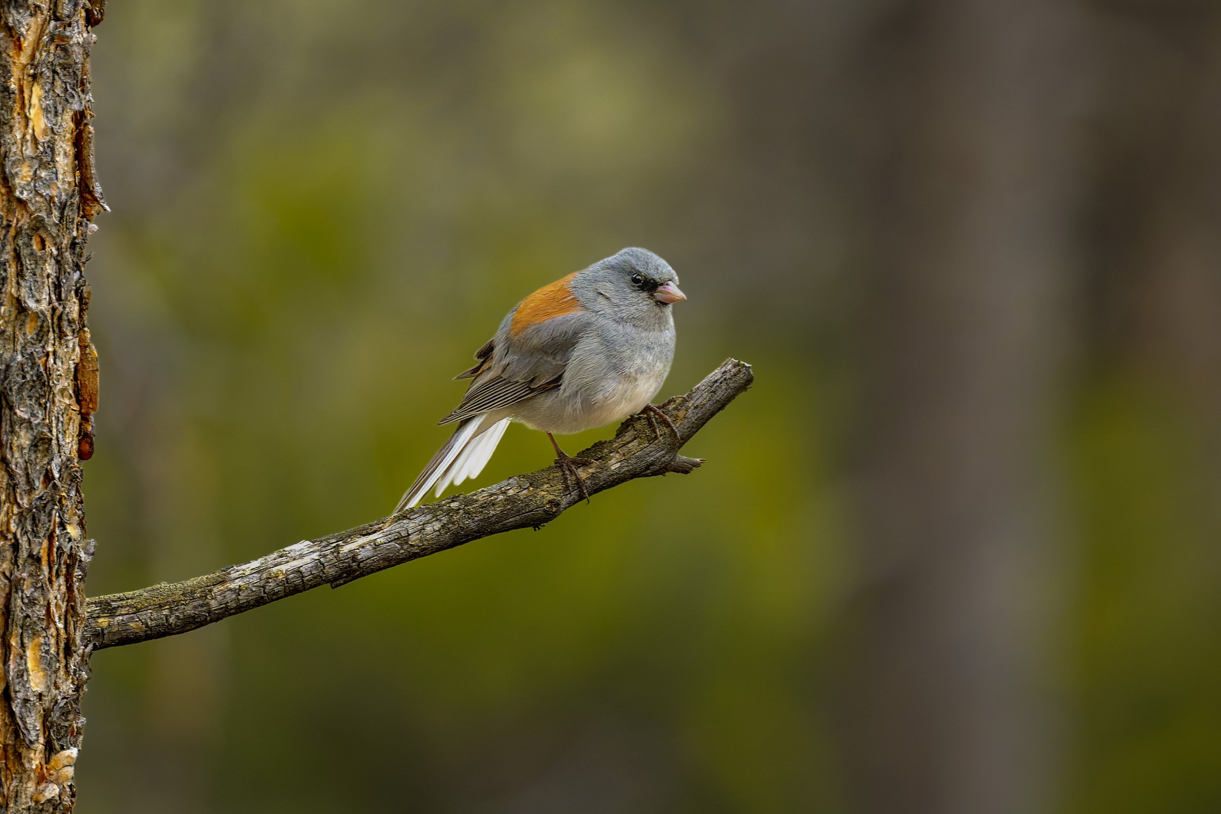 Dark-eyed Junco (male, red-backed), Maxwell Falls