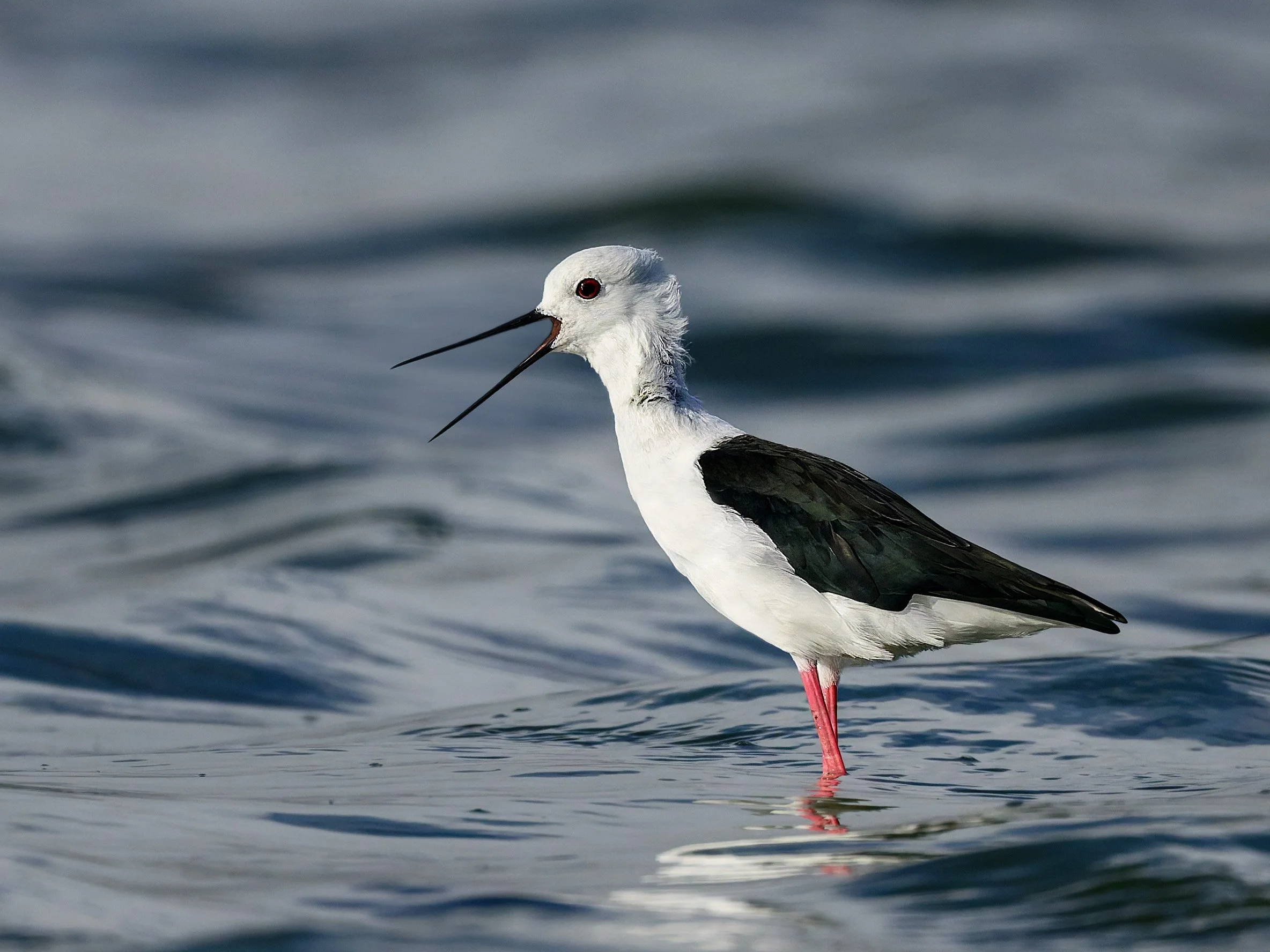 Black-winged Stilt