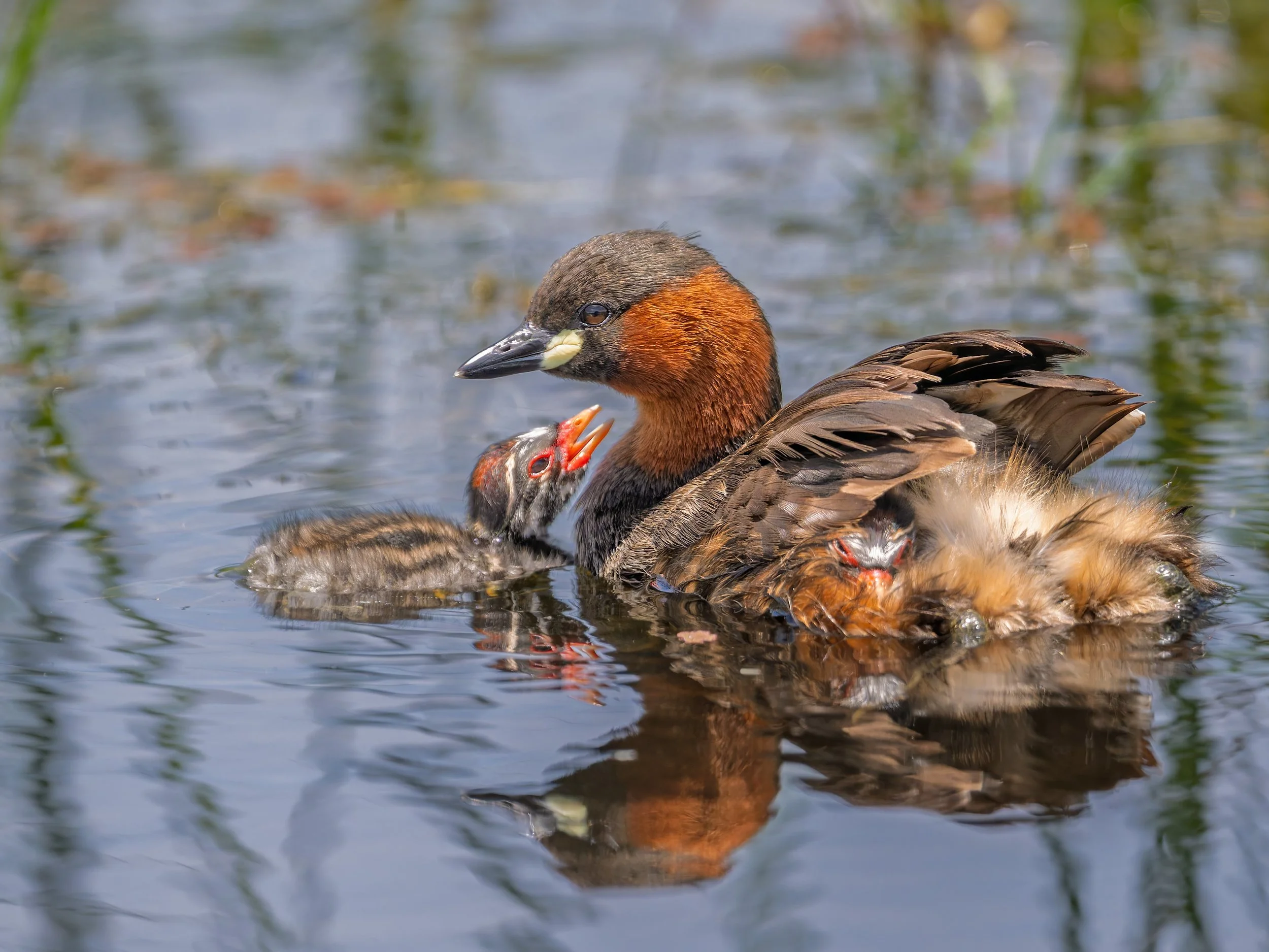 Little Grebe, with chick