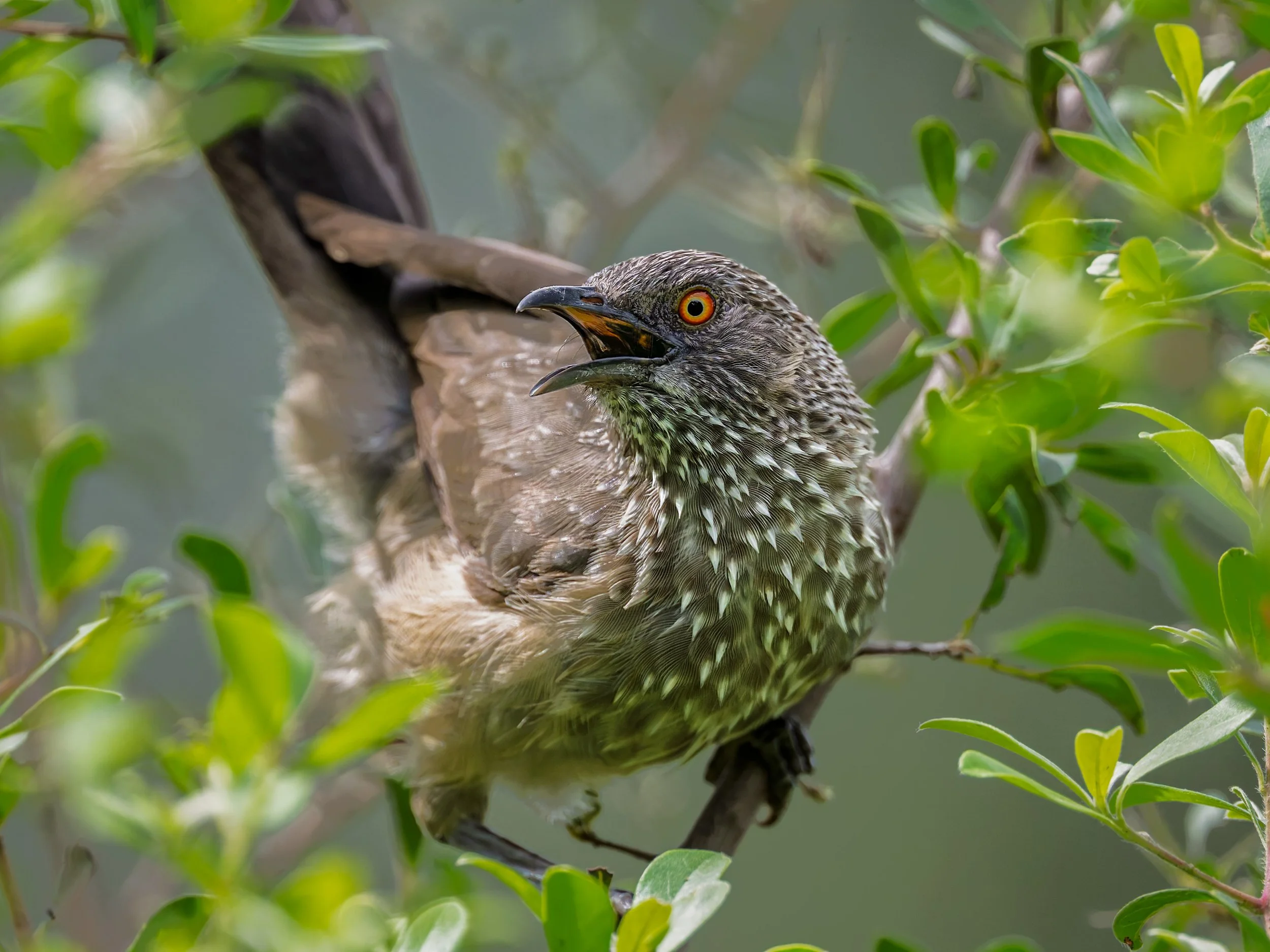 Arrow-marked Babbler