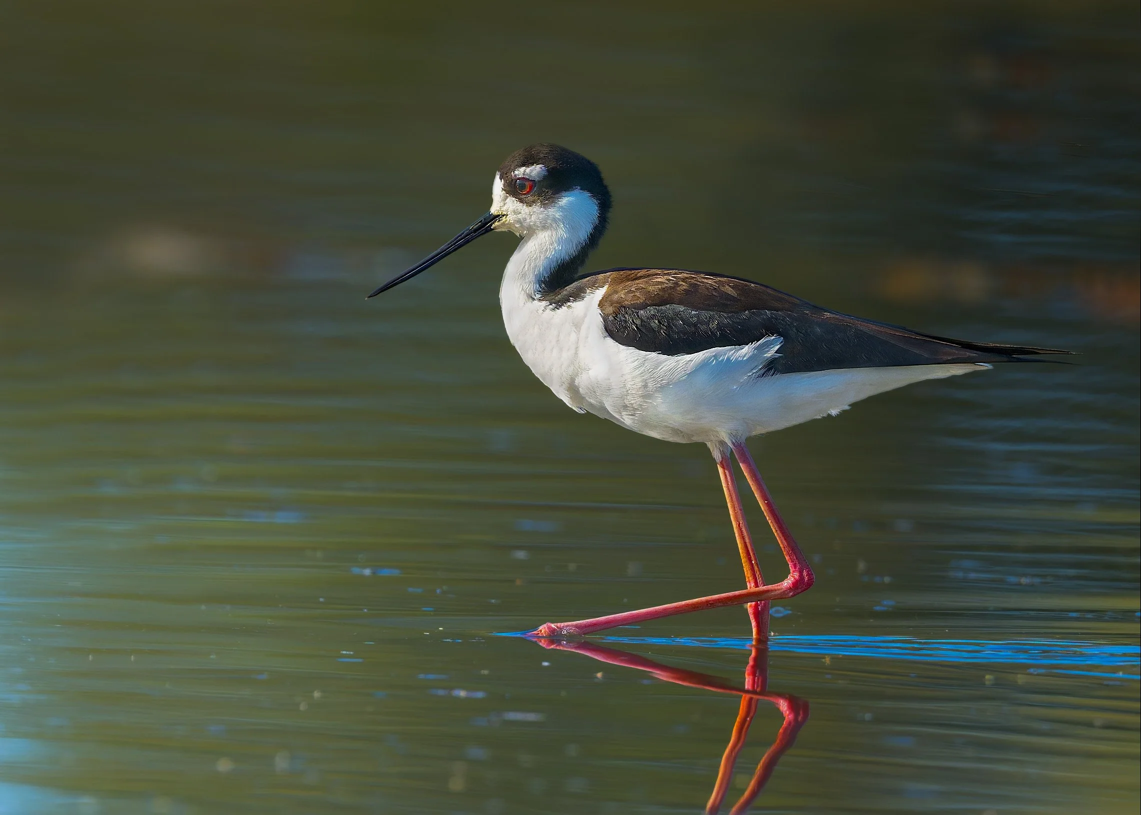 Black-necked Stilt, Kountze Lake