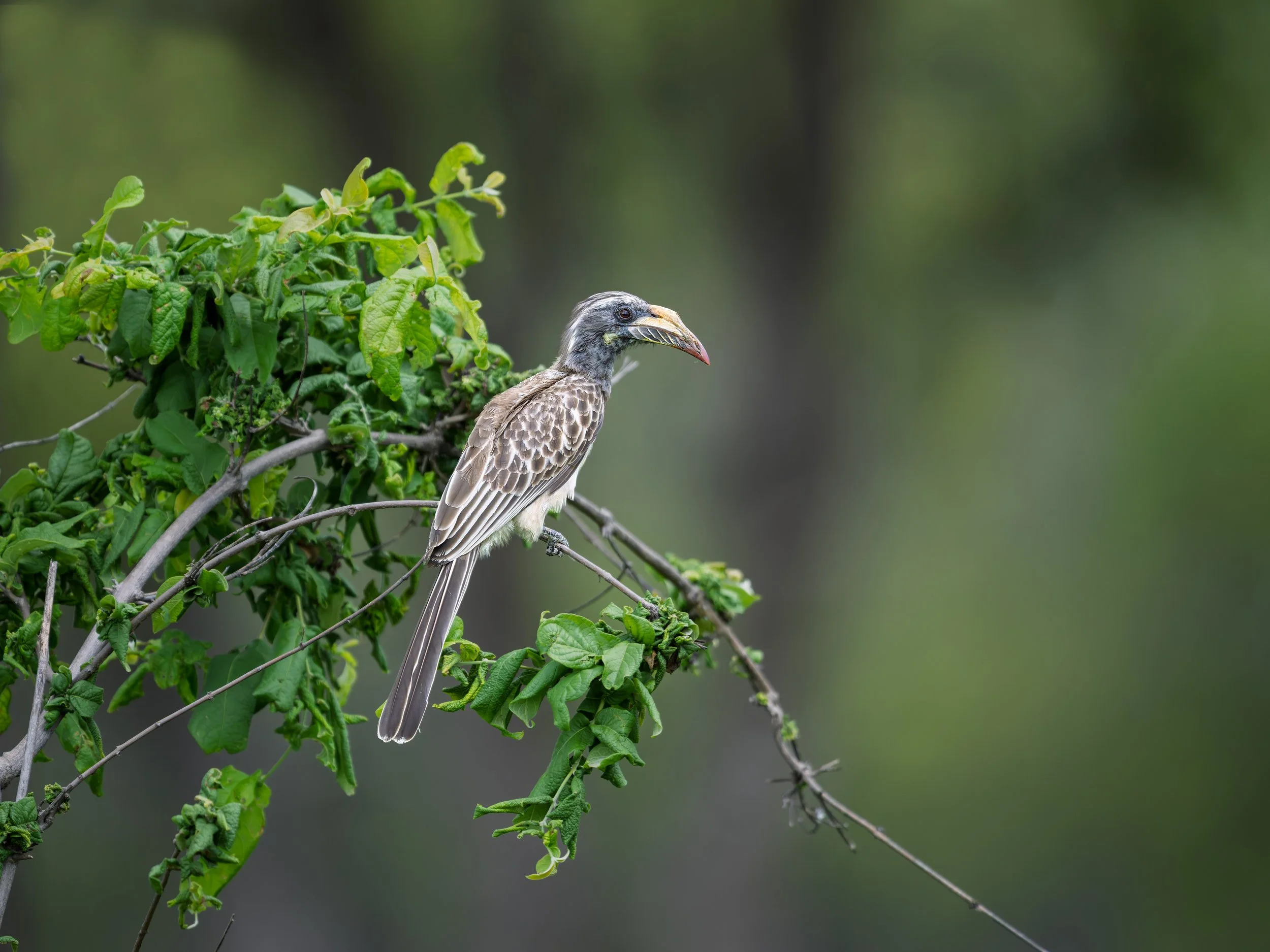 African Gray Hornbill