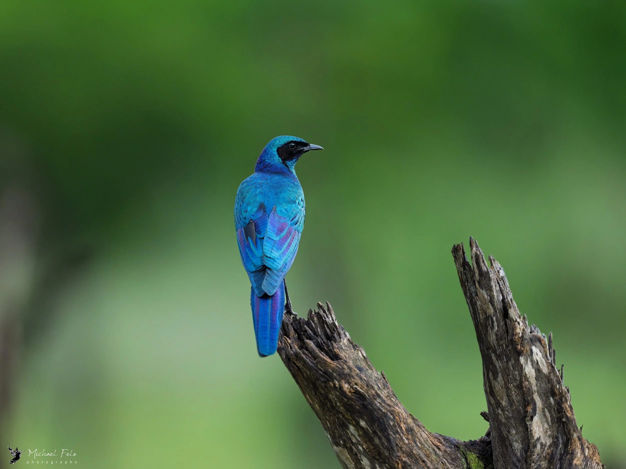 Burchell's Starling