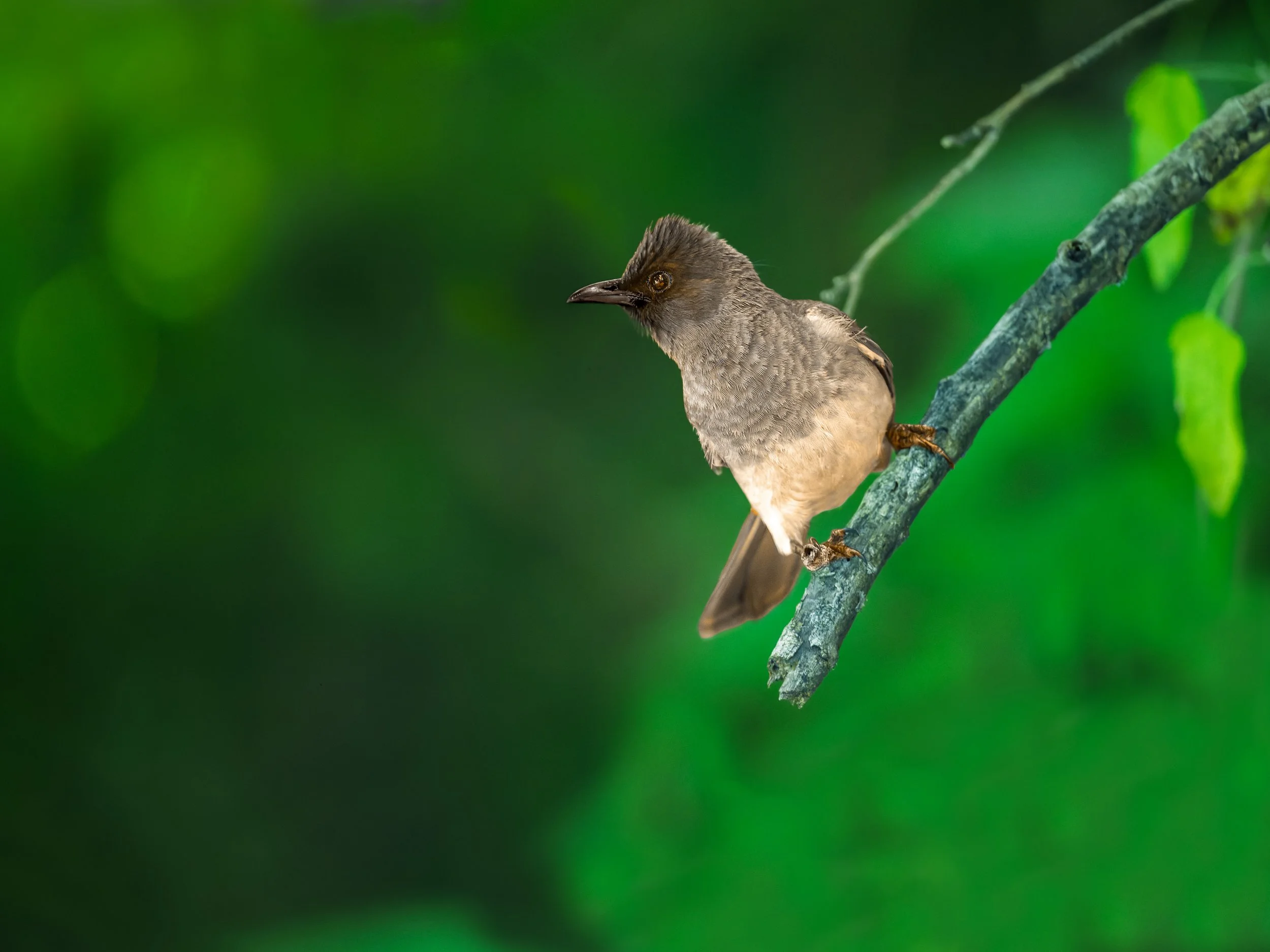 Common Bulbul