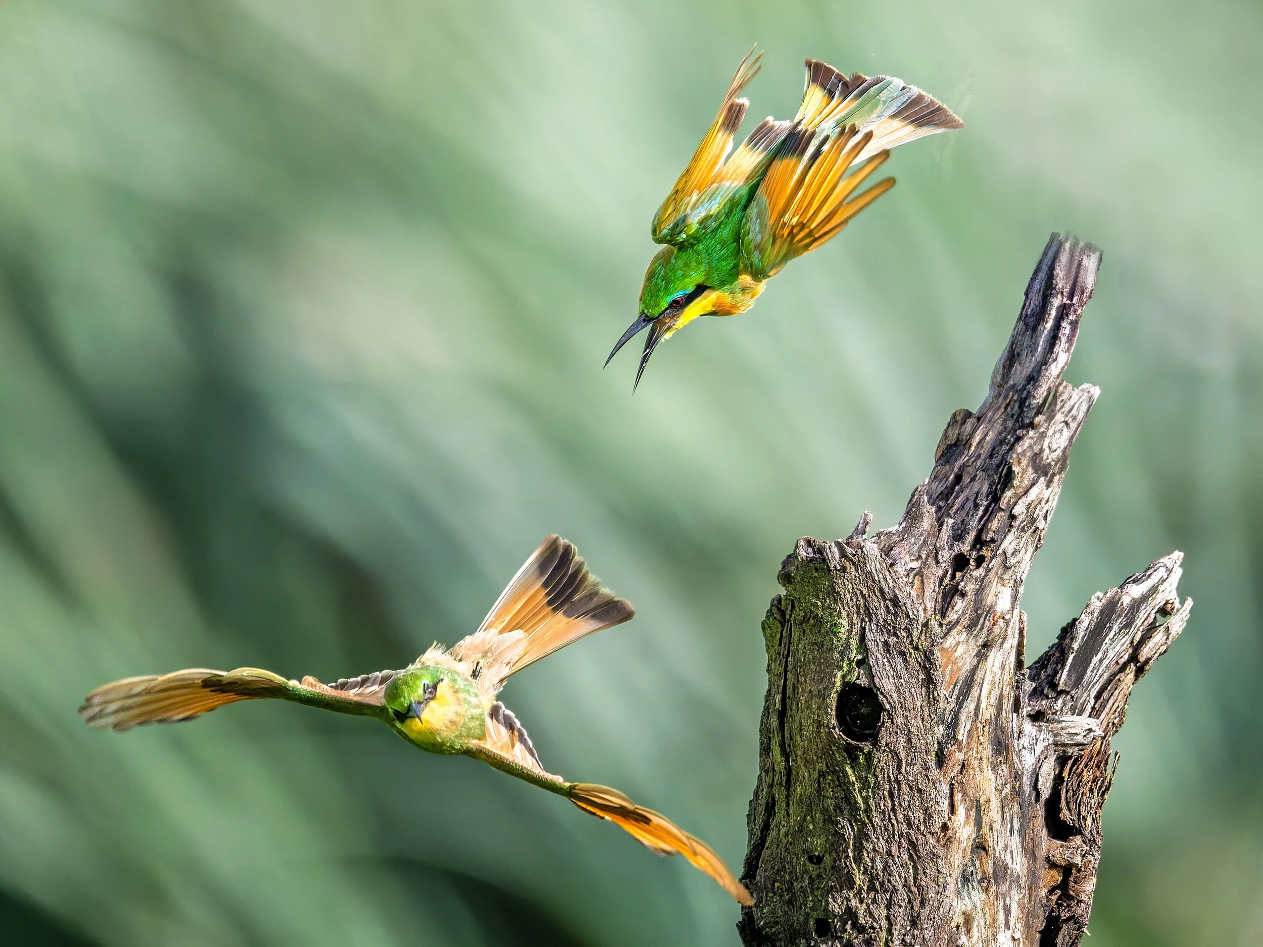 Little Bee-eaters