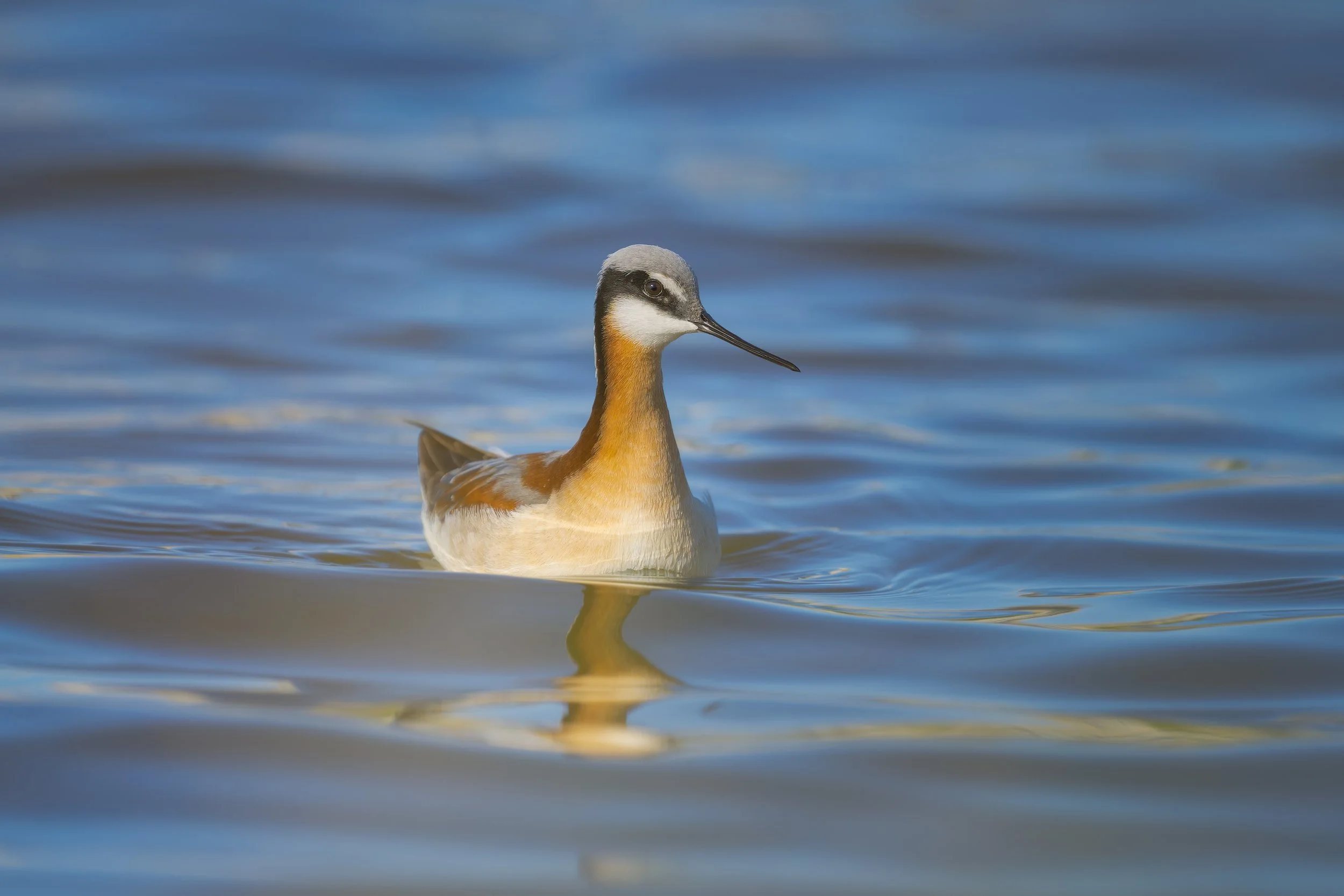 Wilson's Phalarope, John Martin Reservoir State Park