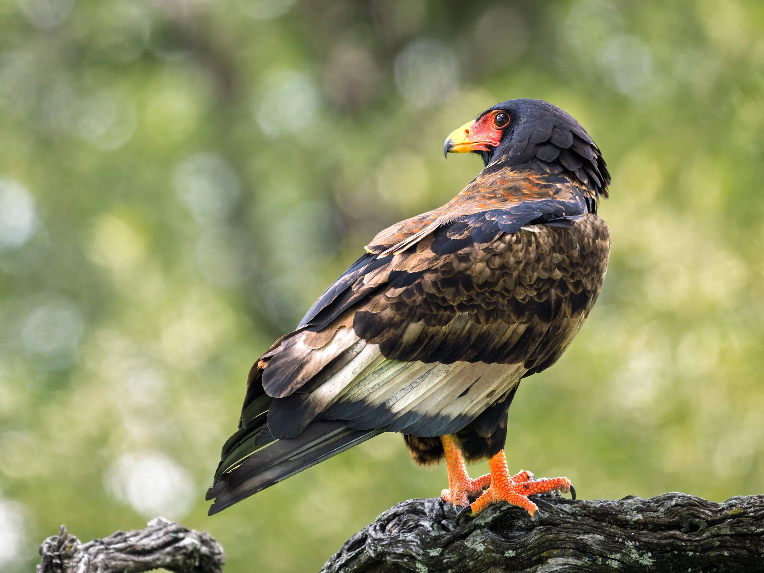 Bateleur