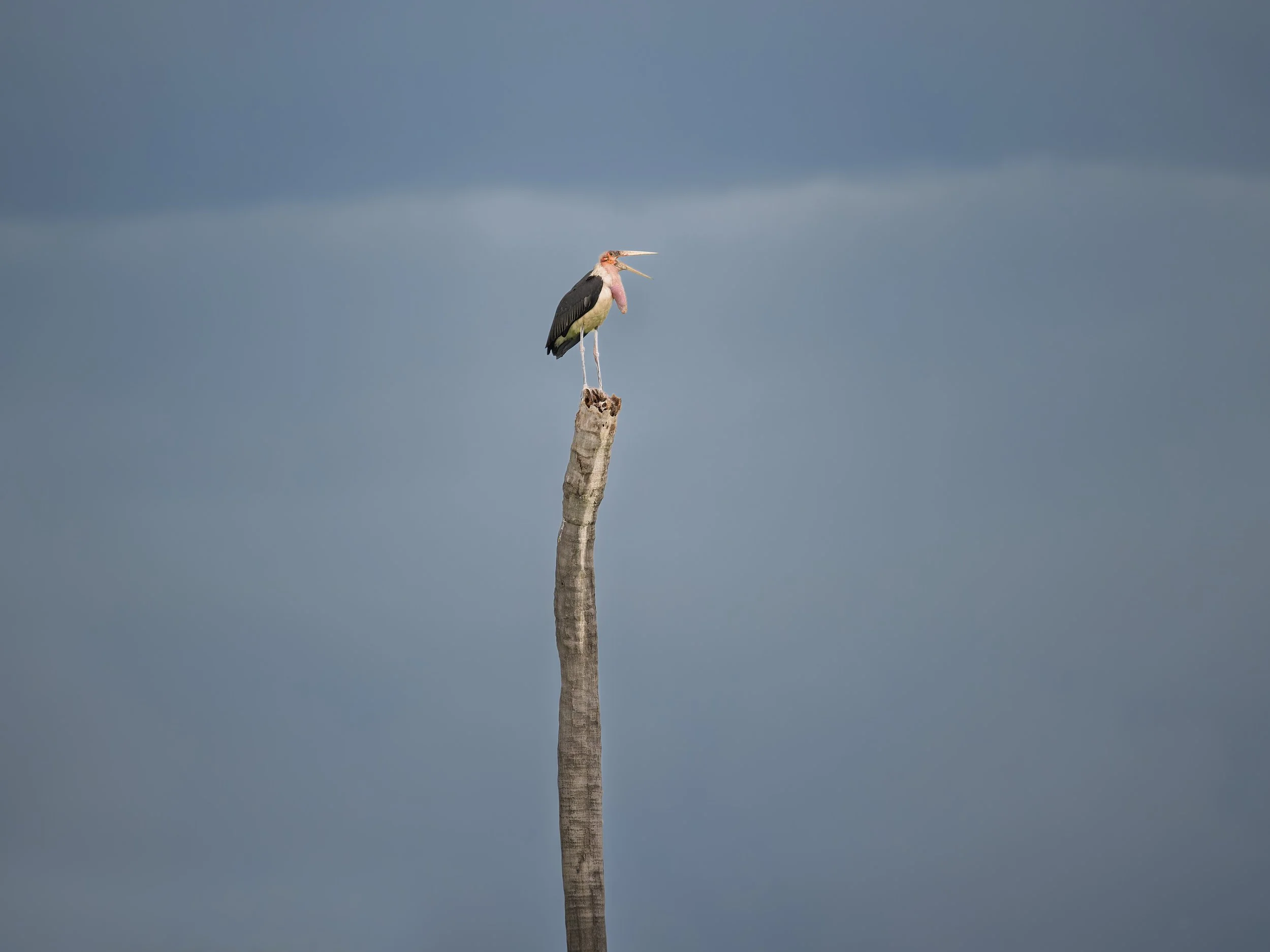 Marabou Stork, on beheaded palm tree