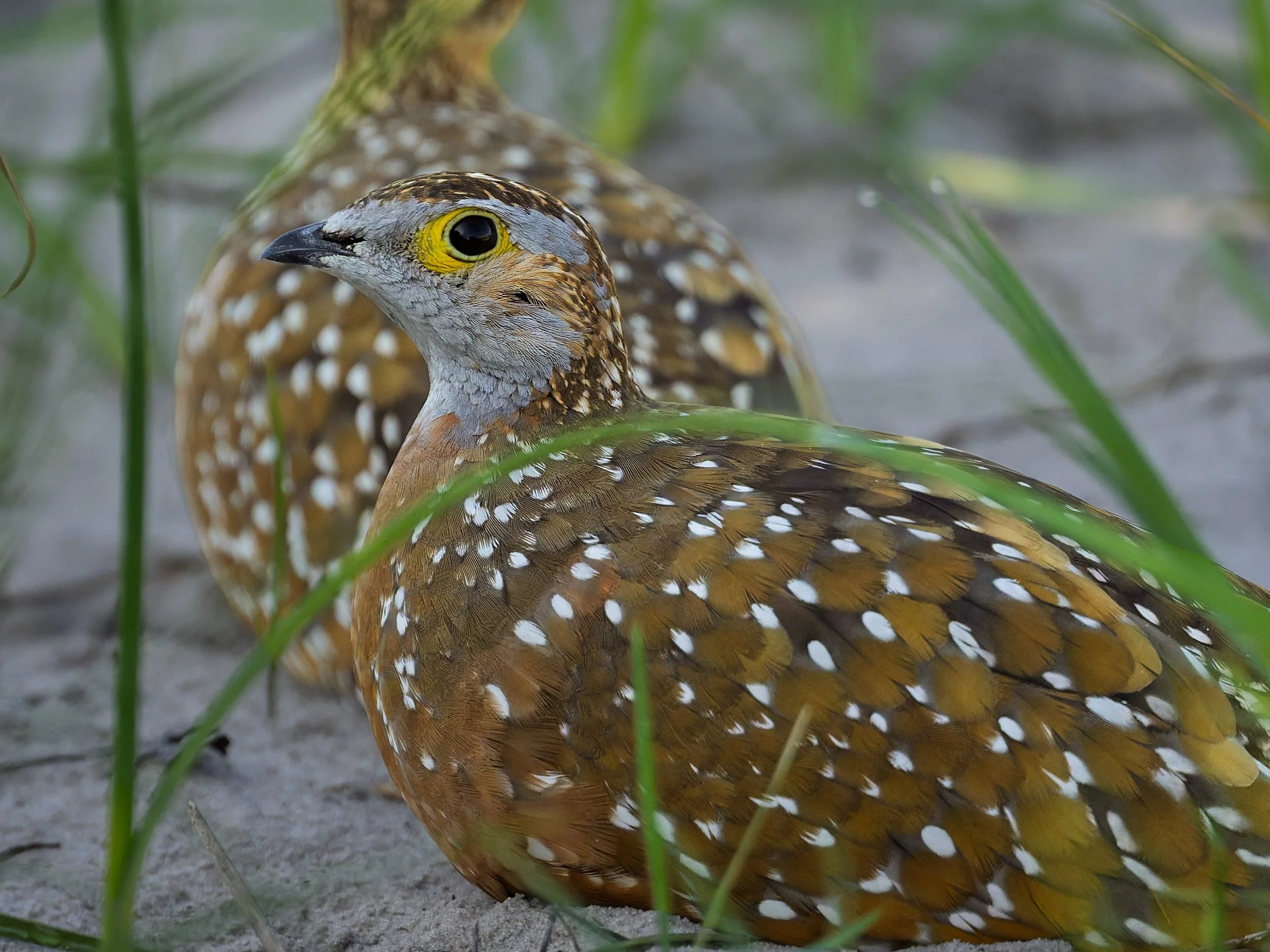 Burchell's Sandgrouse