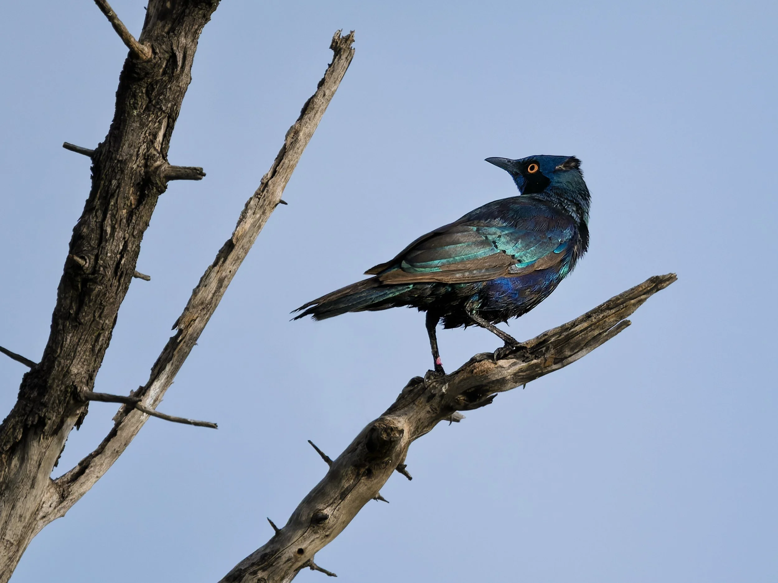 Cape Starling