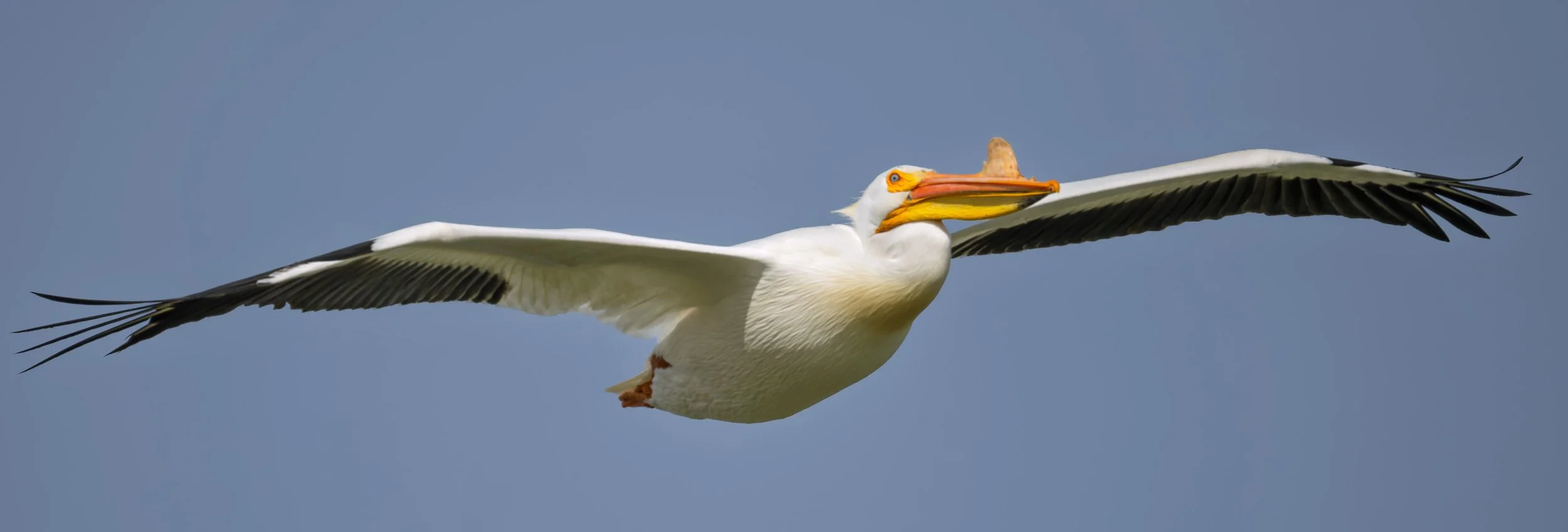 American White Pelican, St. Vrain SP, Longmont, CO